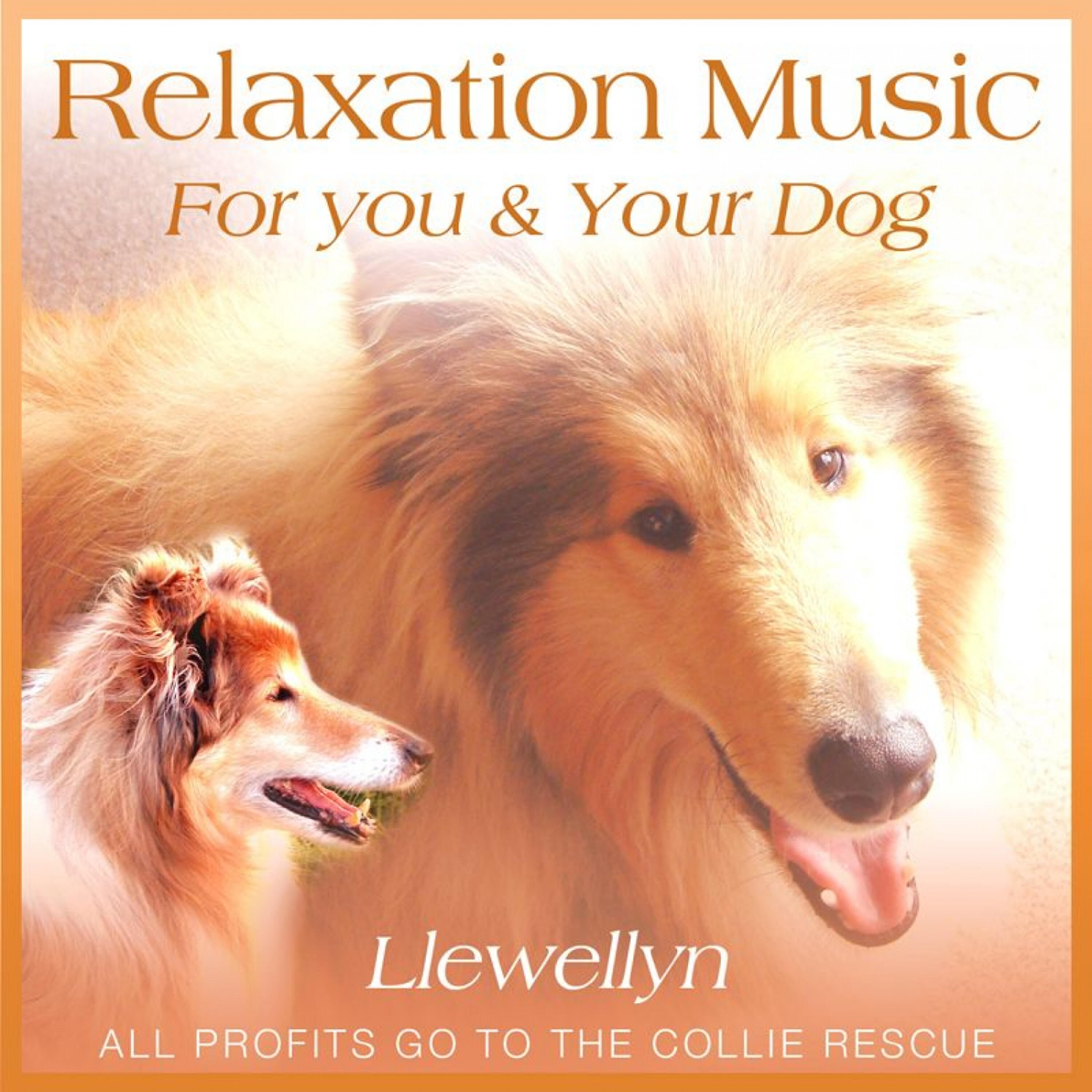 Релиз Relaxation Music for You and Your Dog