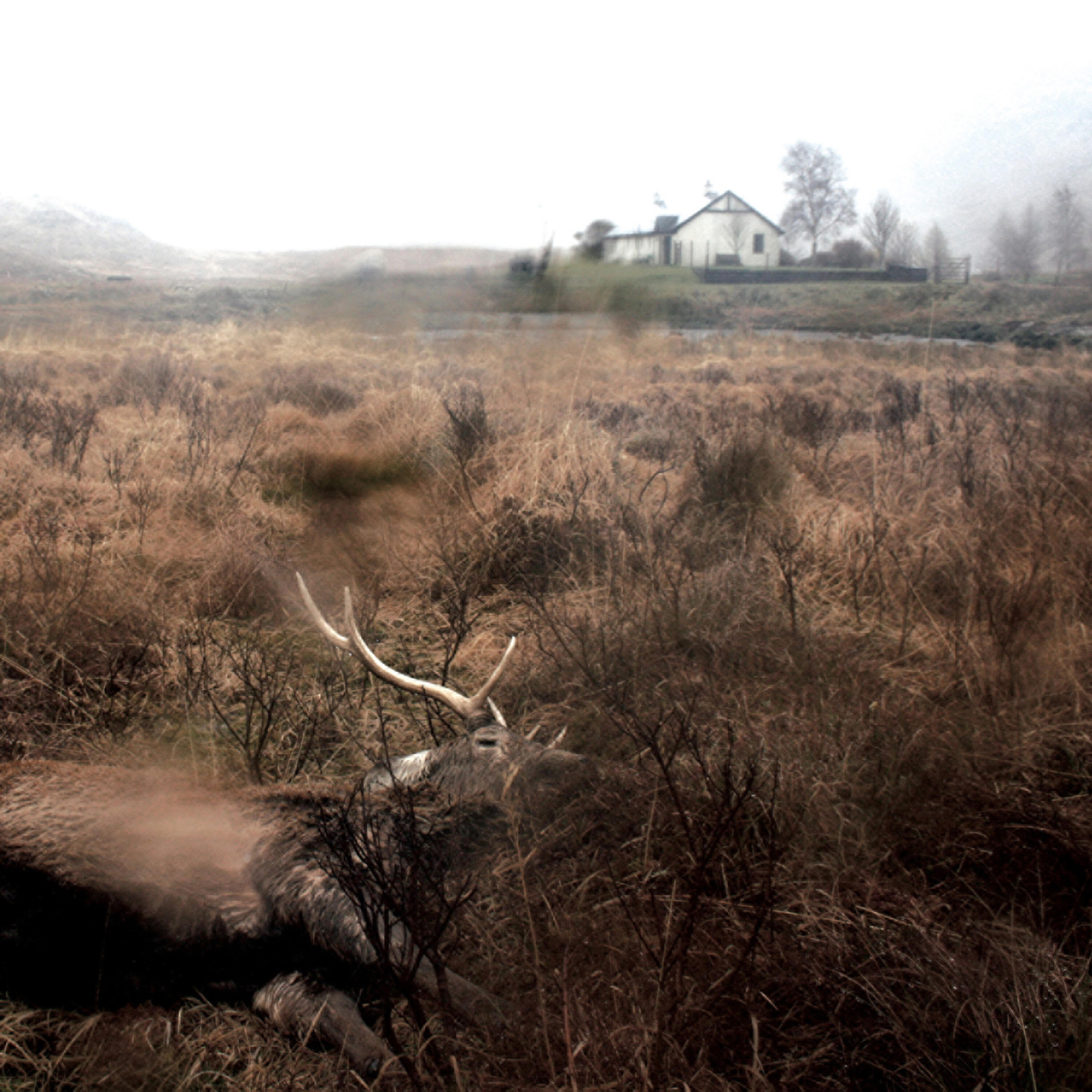 Релиз Feels, Feathers, Bog and Bees