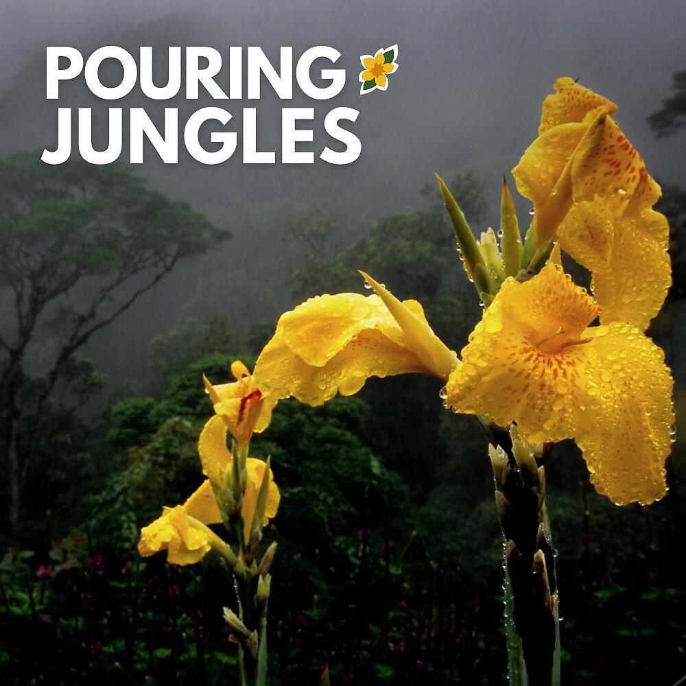Релиз Pouring Jungles