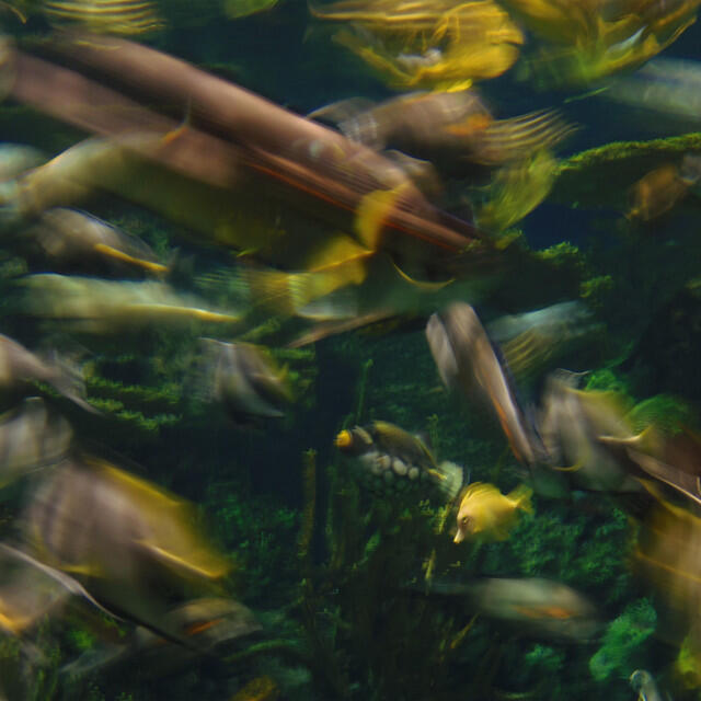 Релиз Fishtank