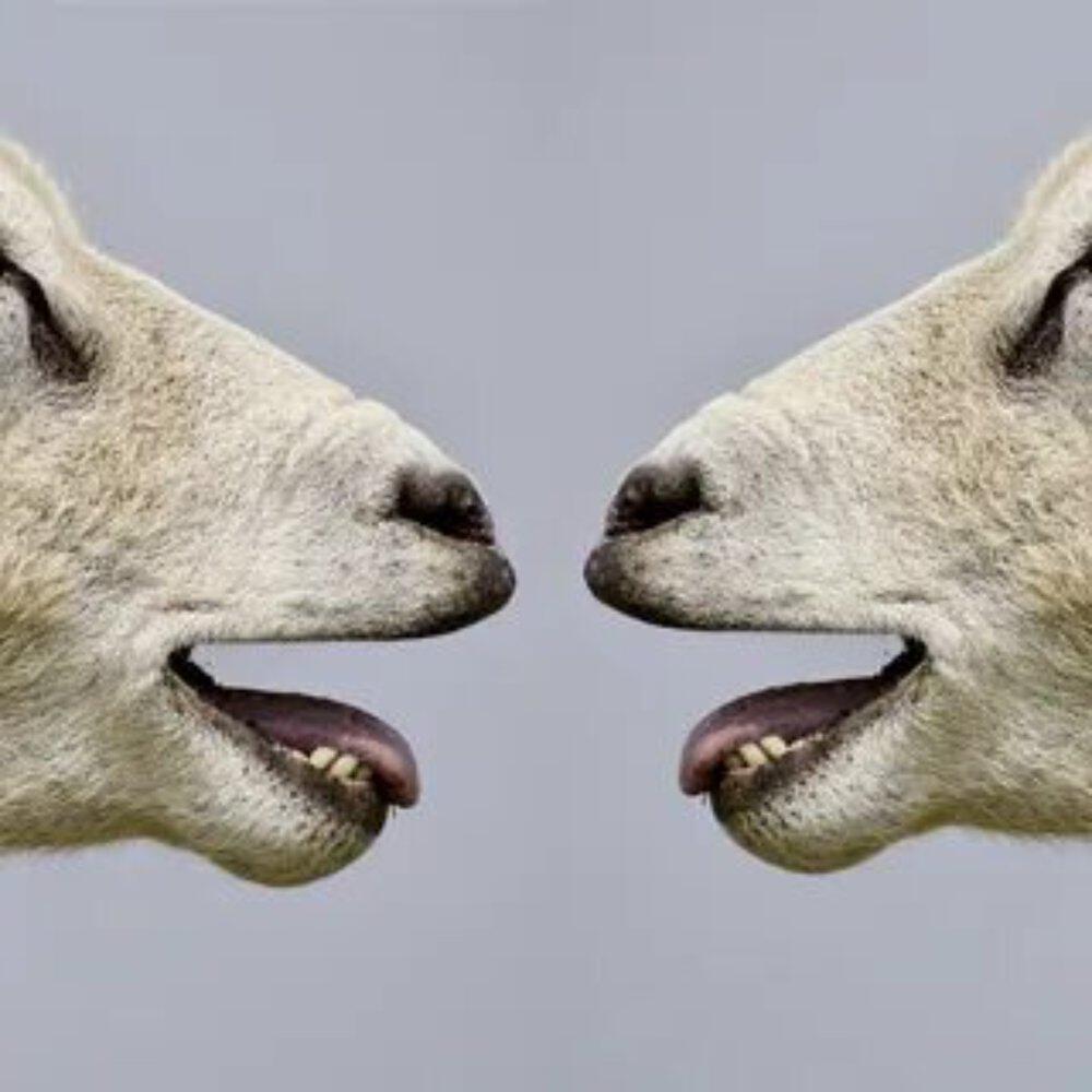 Релиз Sheep Pig Balleroоn