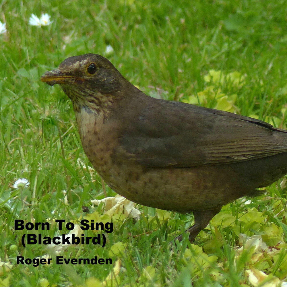 Релиз Born to Sing (Blackbird)
