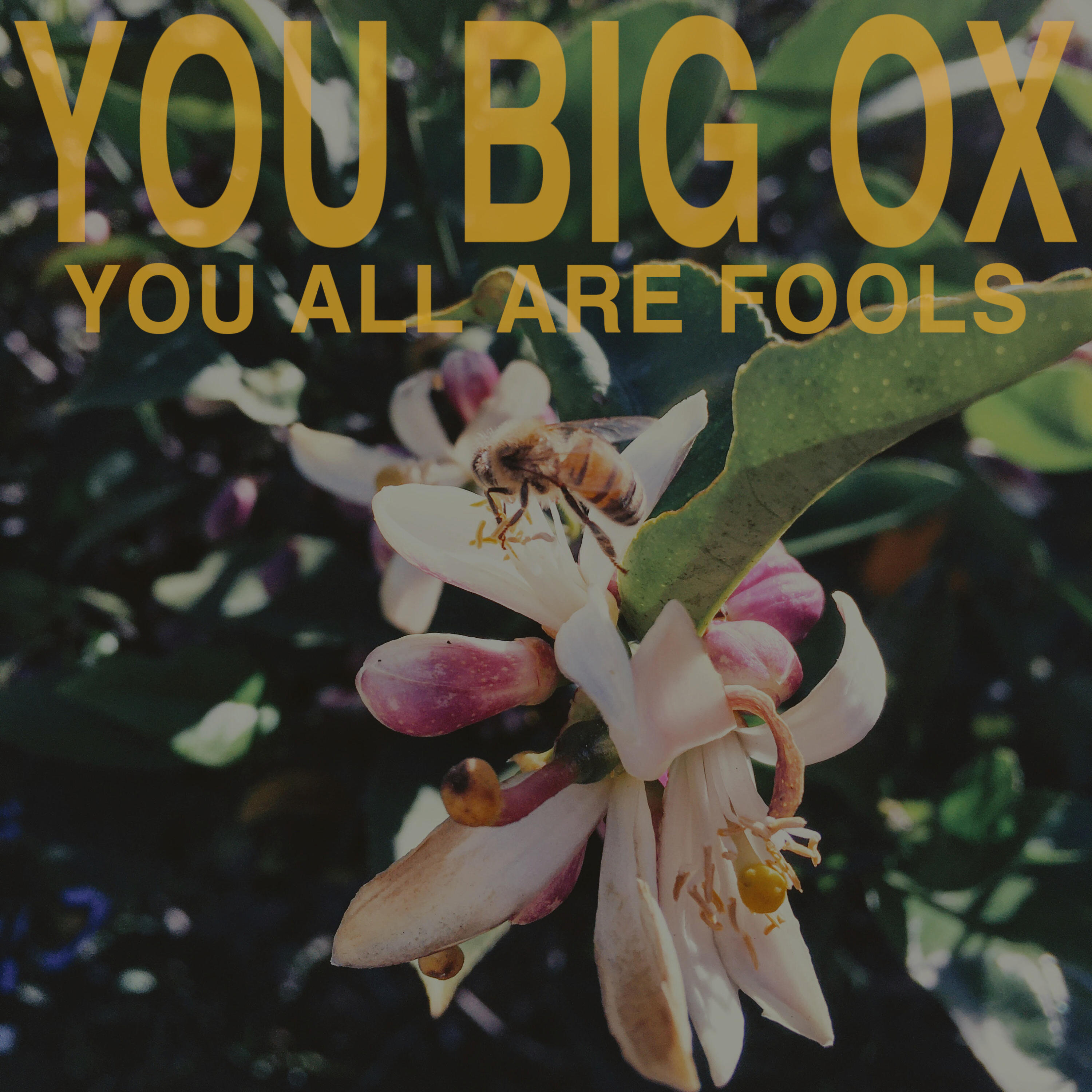 You Big Ox