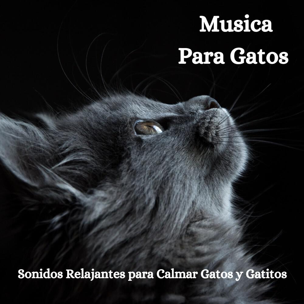 Релиз Musica para Gatos: Sonidos Relajantes para Calmar Gatos y Gatitos