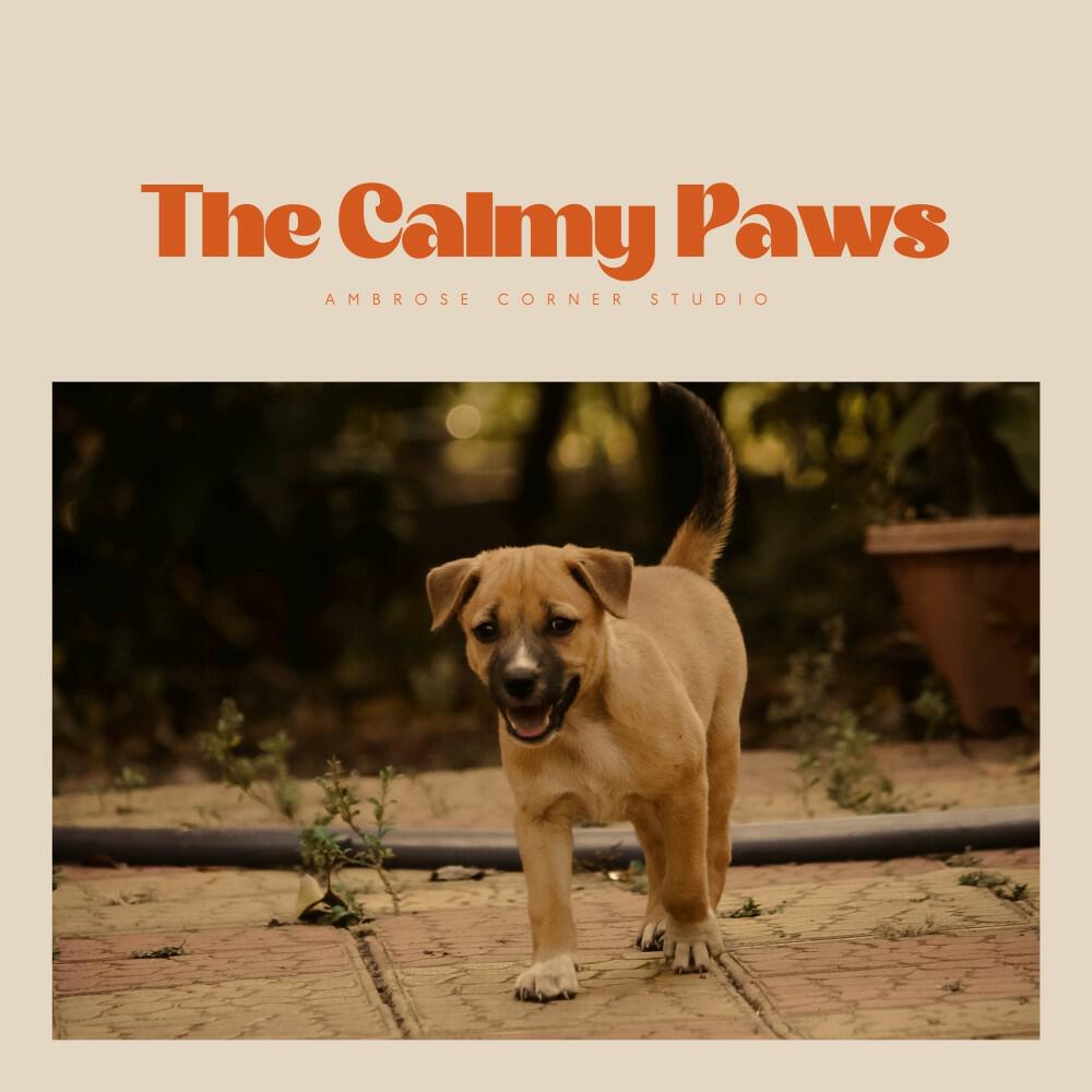 Релиз The Calmy Paws