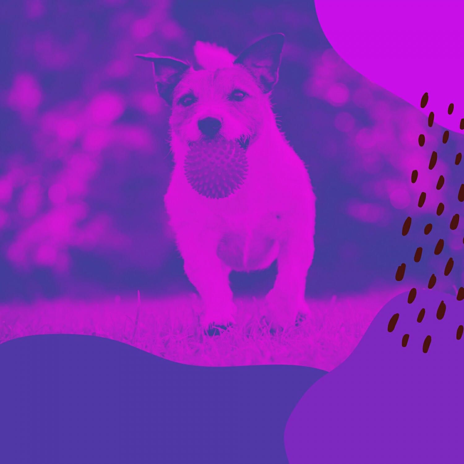Релиз Music for Doggy Naptime