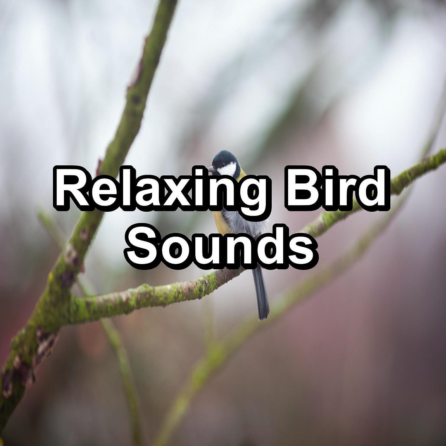 Релиз Relaxing Bird Sounds