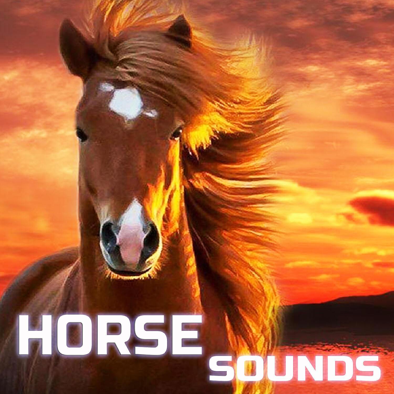 Nature Scapes TV