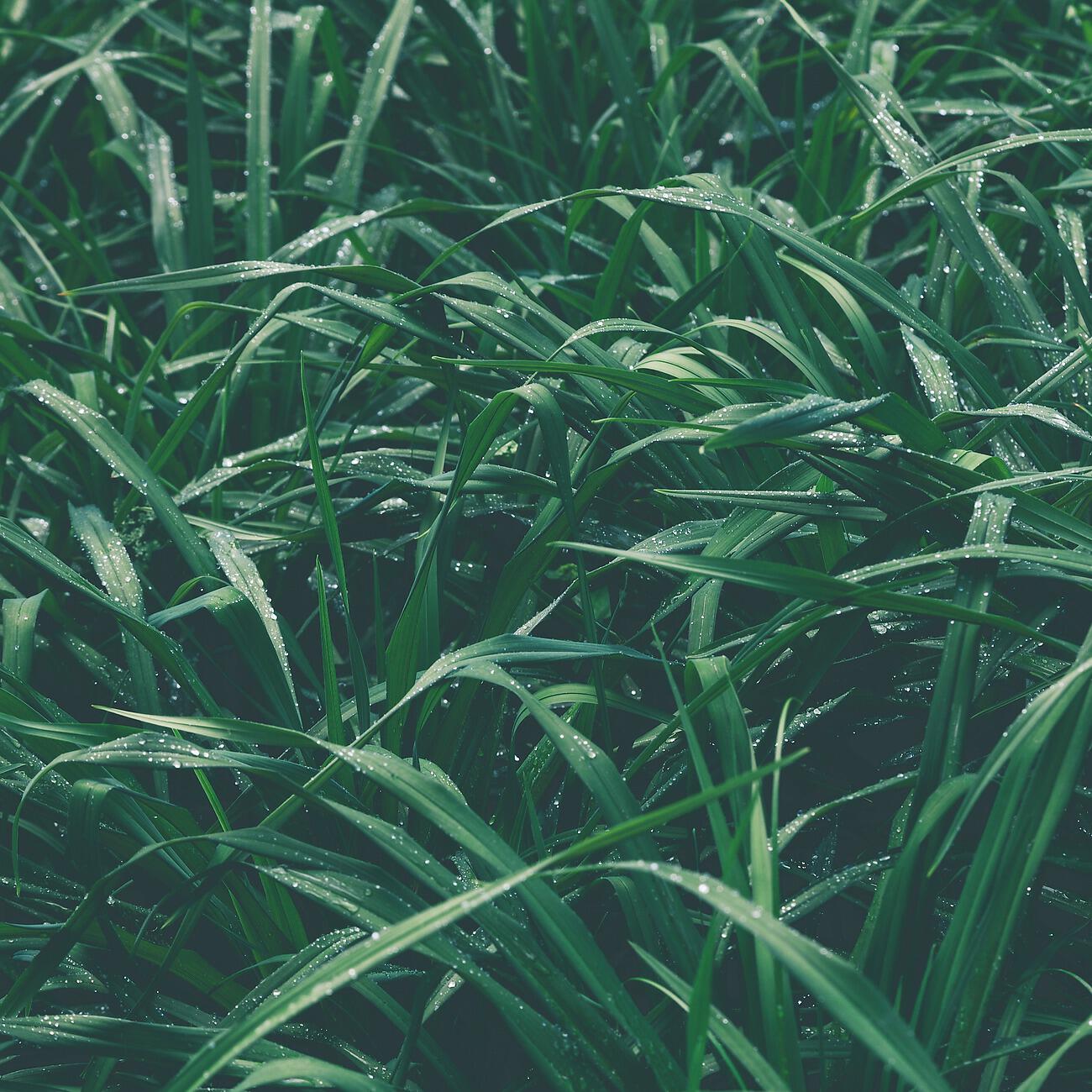 RAIN SLEEP SOUNDS