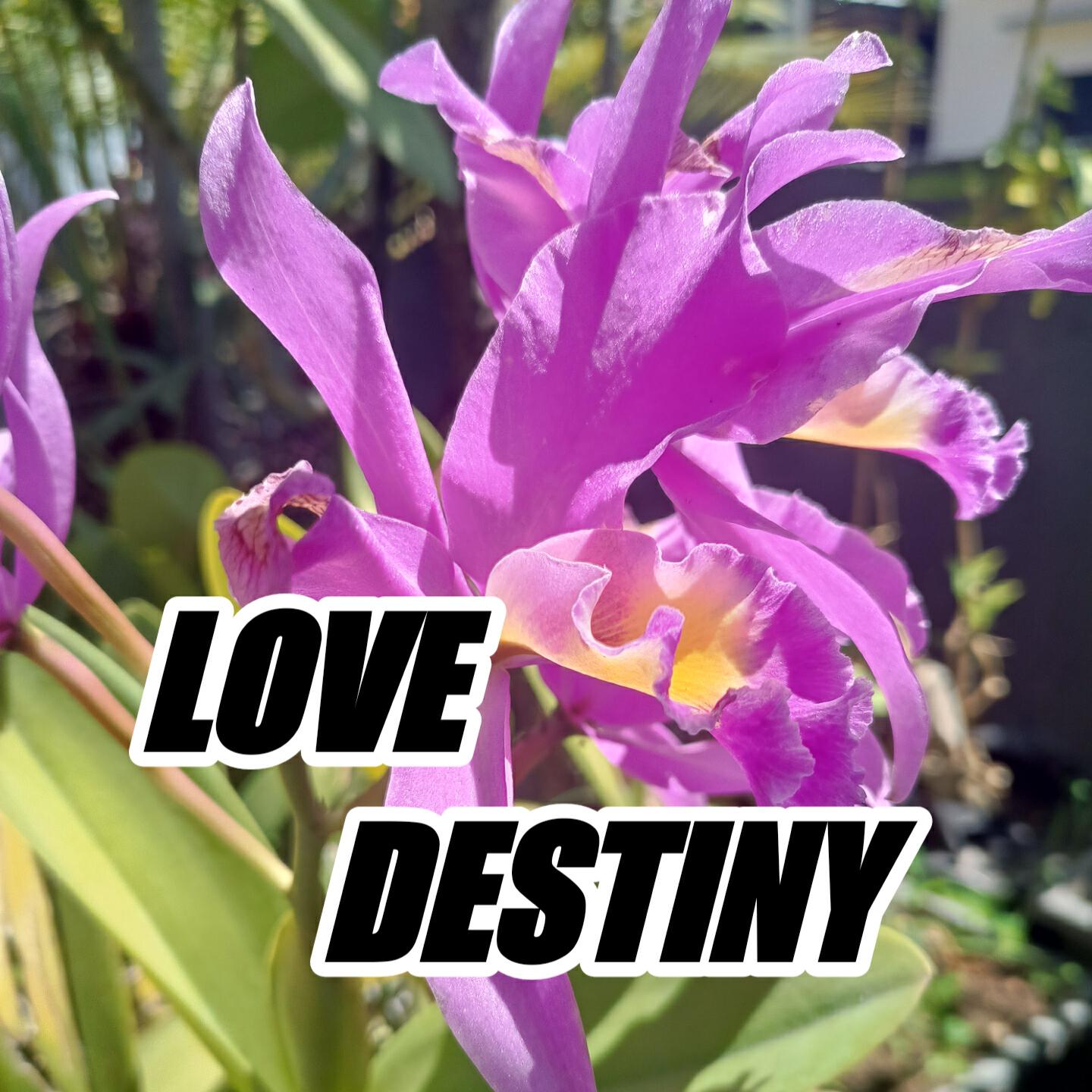 Релиз Love Destiny