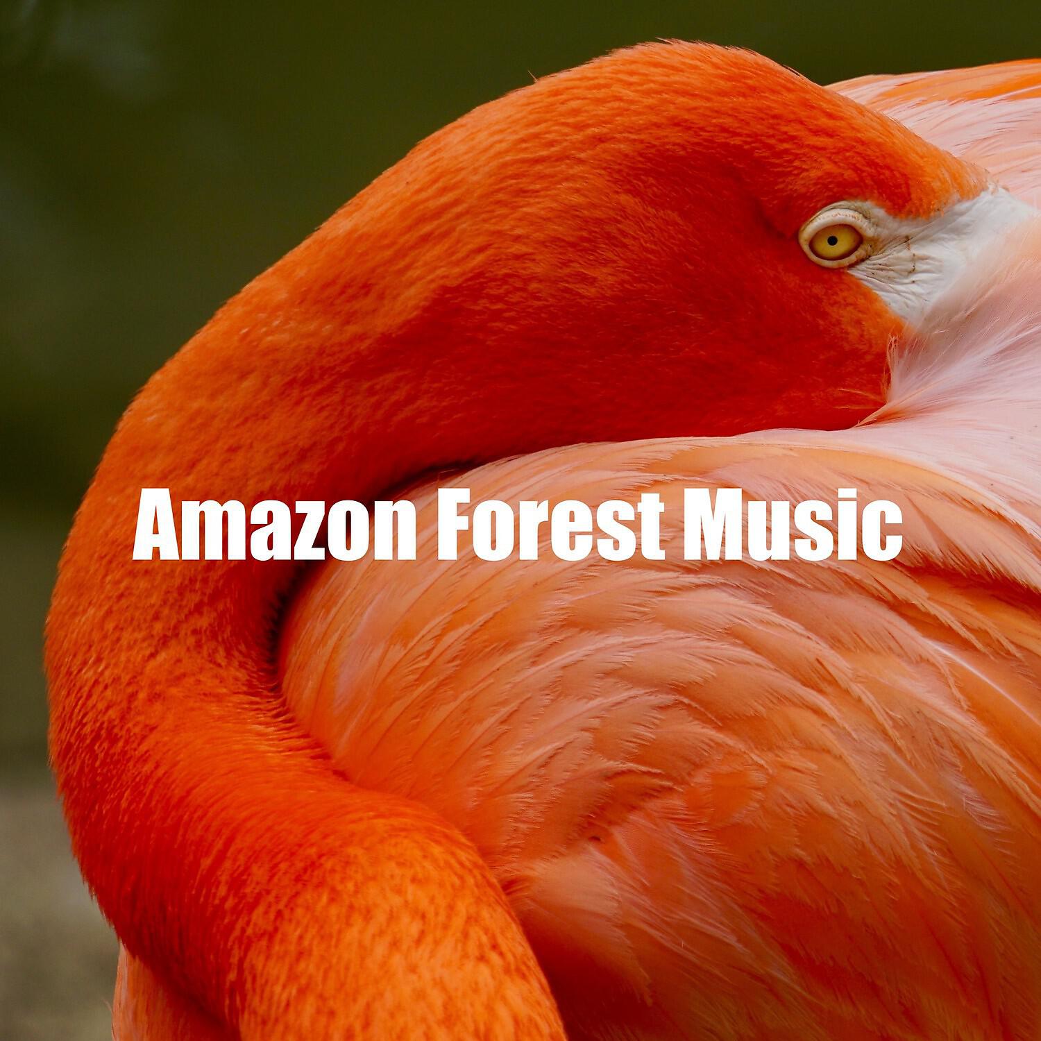 Релиз Amazon Forest Music