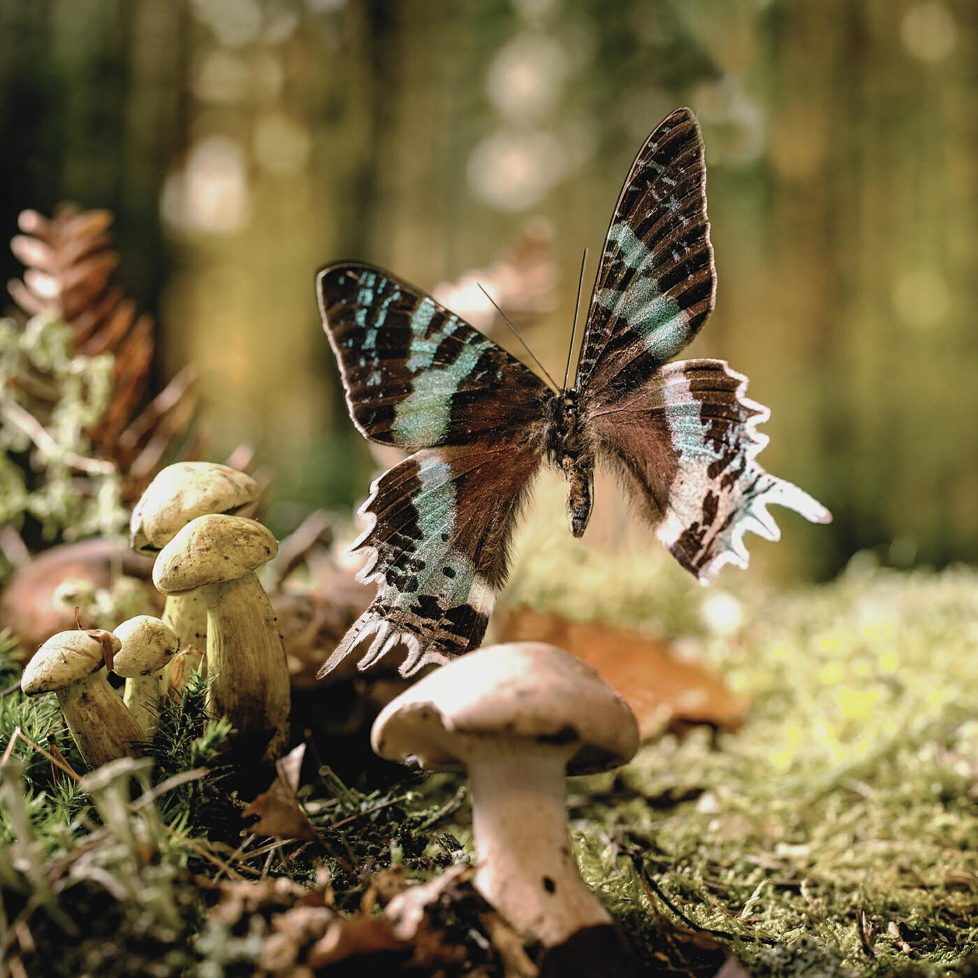 Релиз Magic Wings