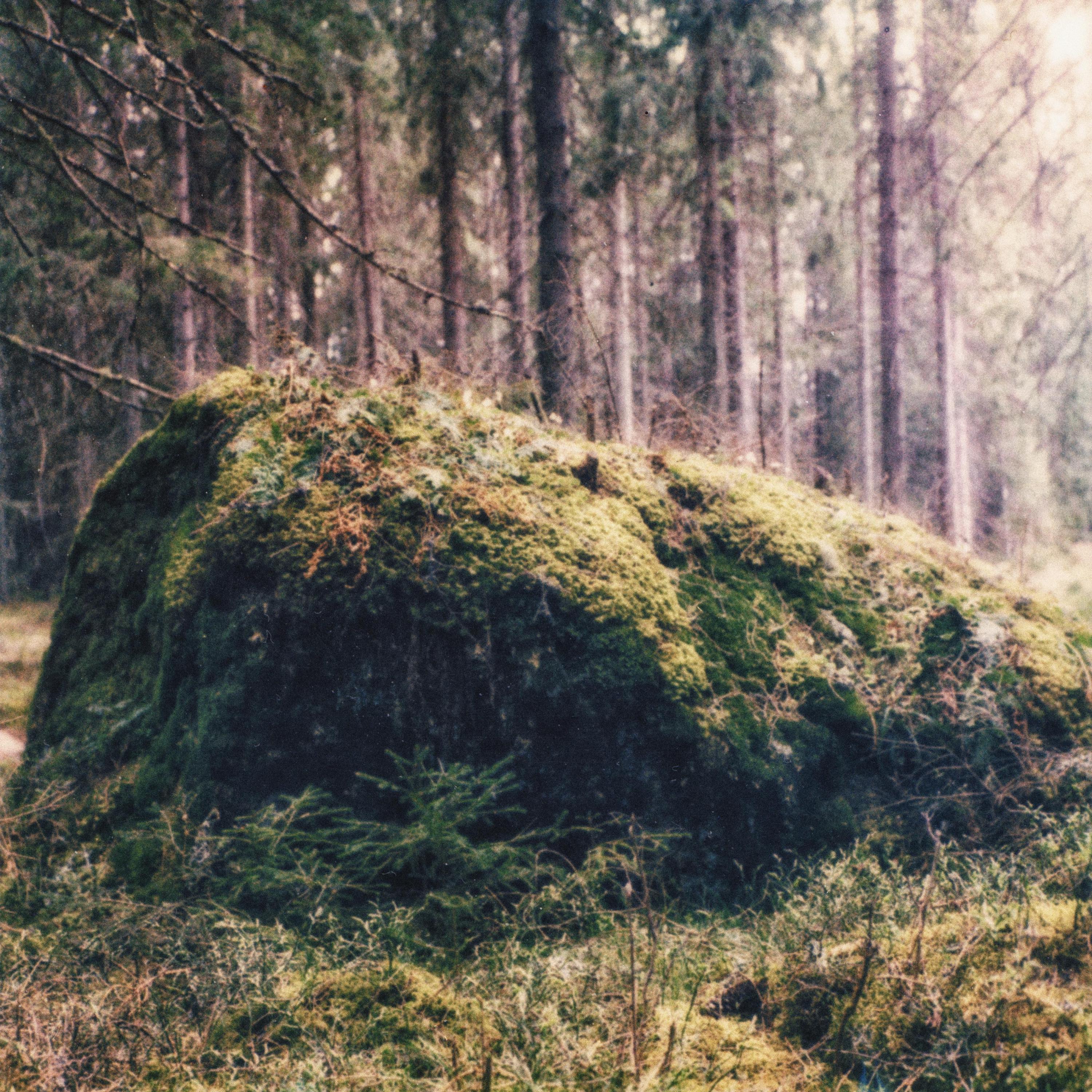 Релиз Evighetsträd