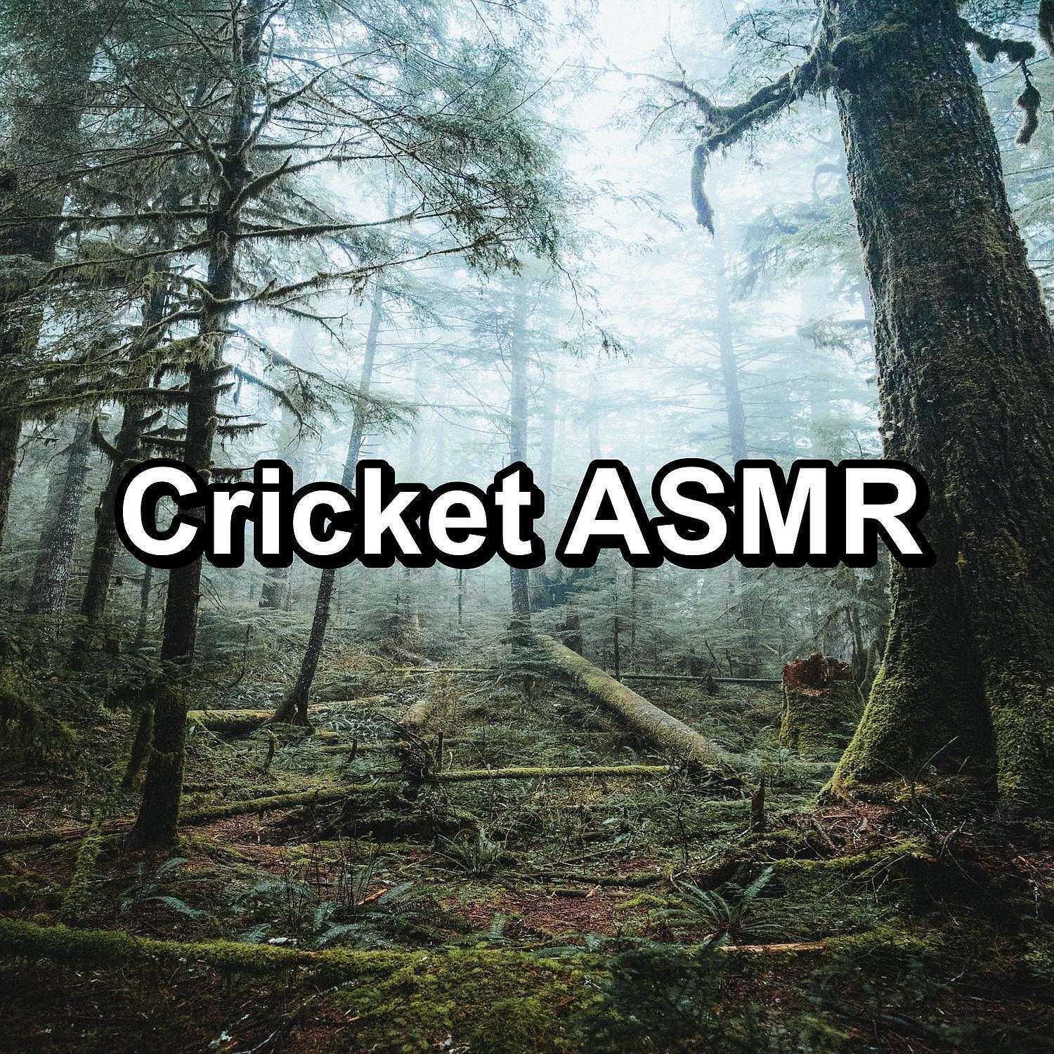 Релиз Cricket ASMR