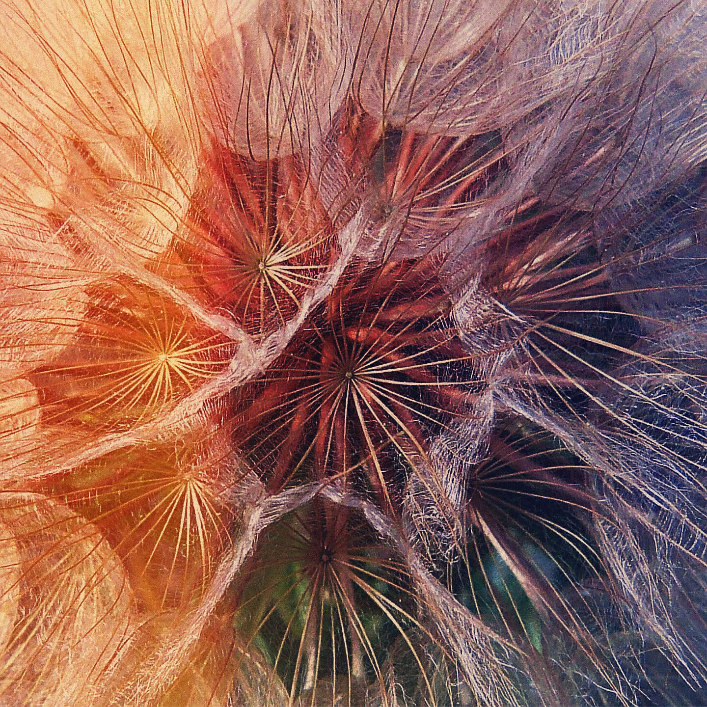 Релиз dandelion