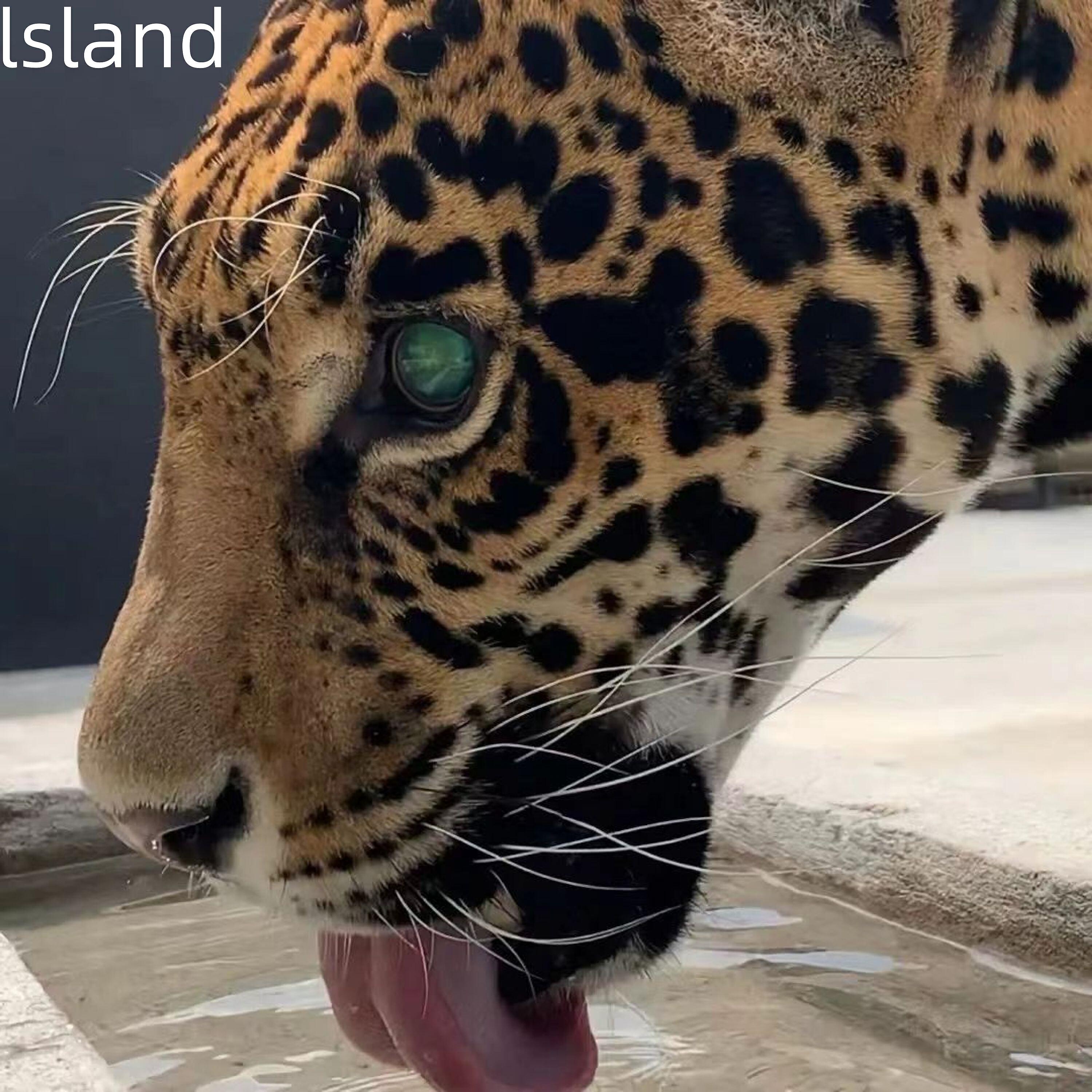 Релиз lsland