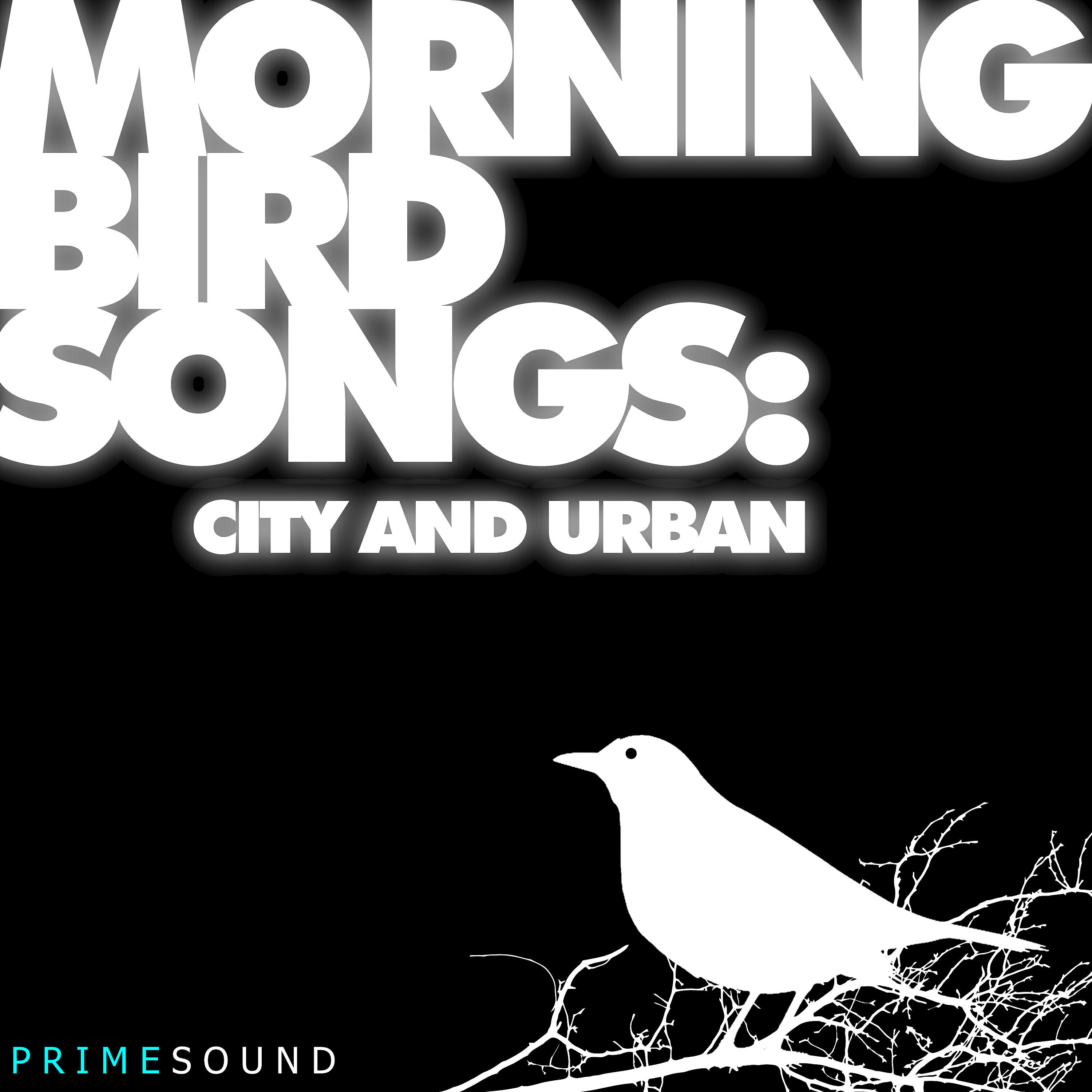 Релиз Morning Bird Songs (City and Urban Recordings)