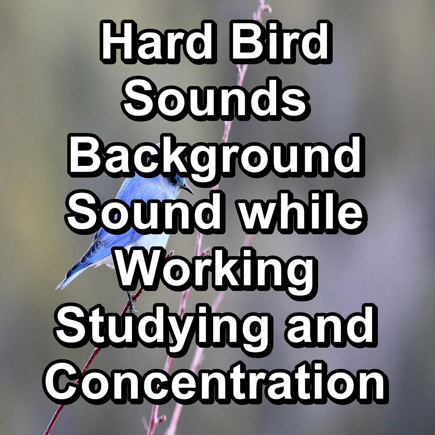 Релиз Hard Bird Sounds Background Sound while Working Studying and Concentration