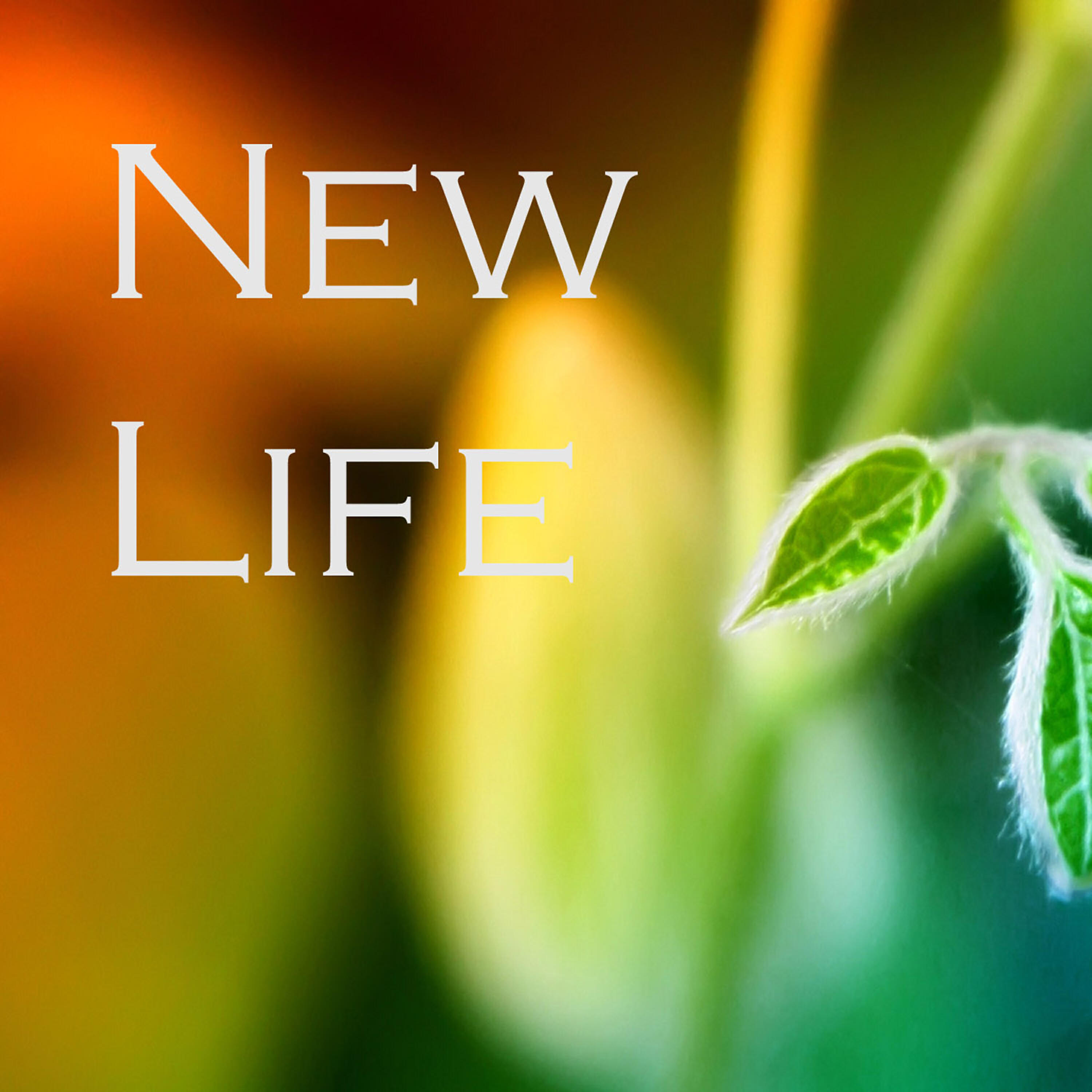Релиз New Life