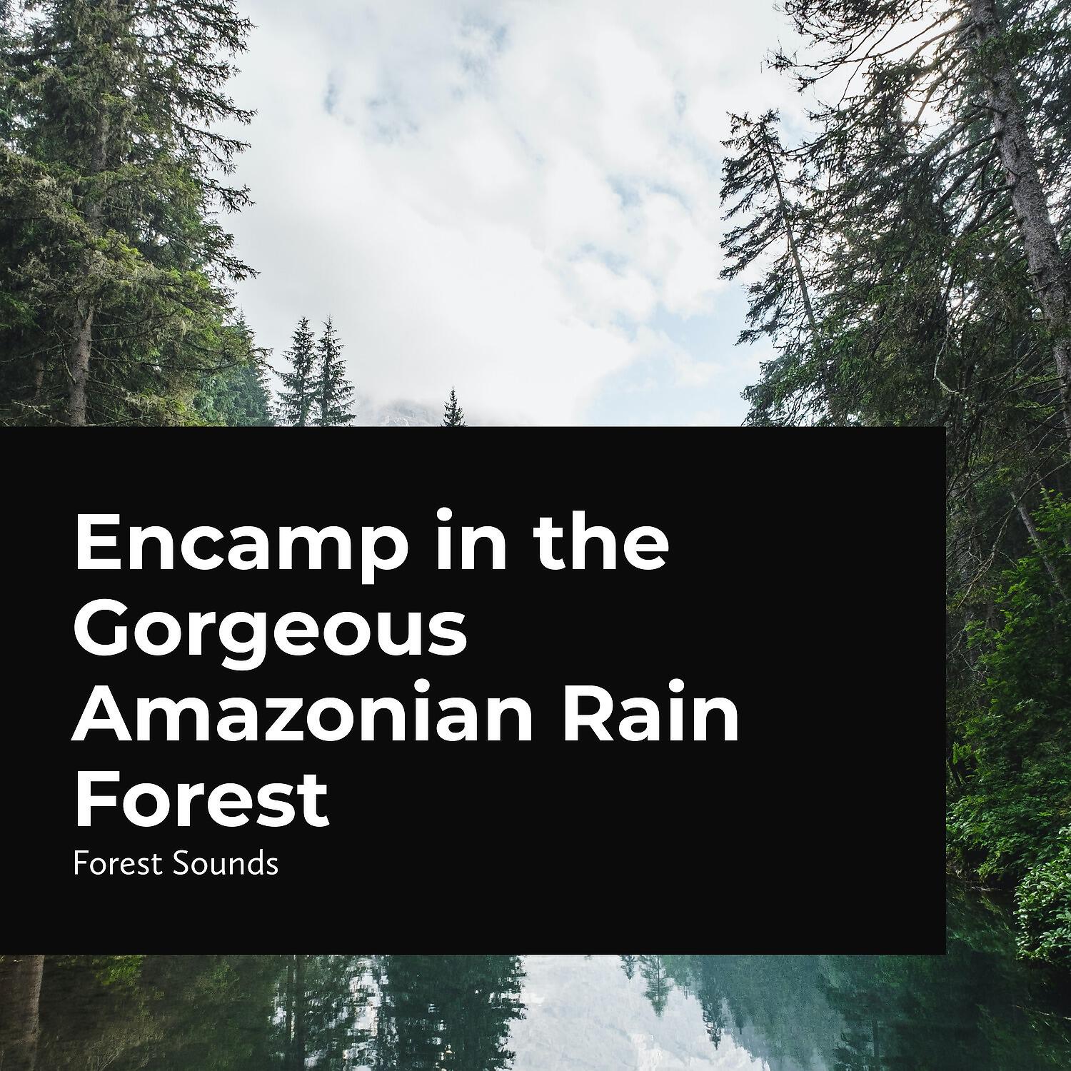 Релиз Encamp in the Gorgeous Amazonian Rain Forest