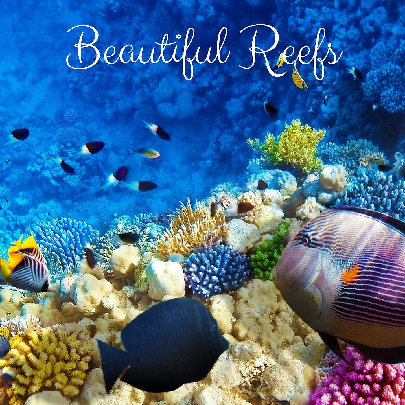 Релиз Beautiful Reefs