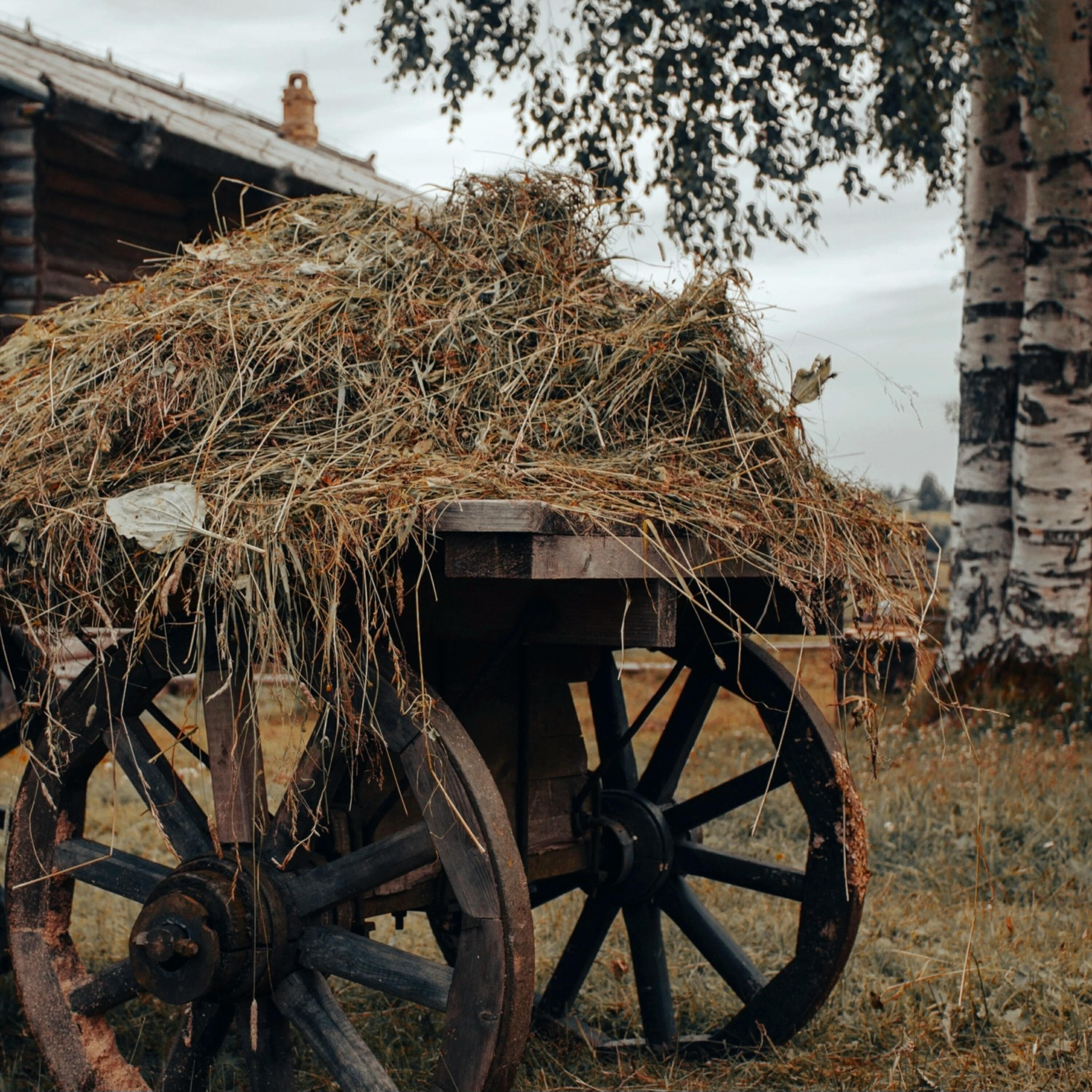 Релиз Жить в мире в России