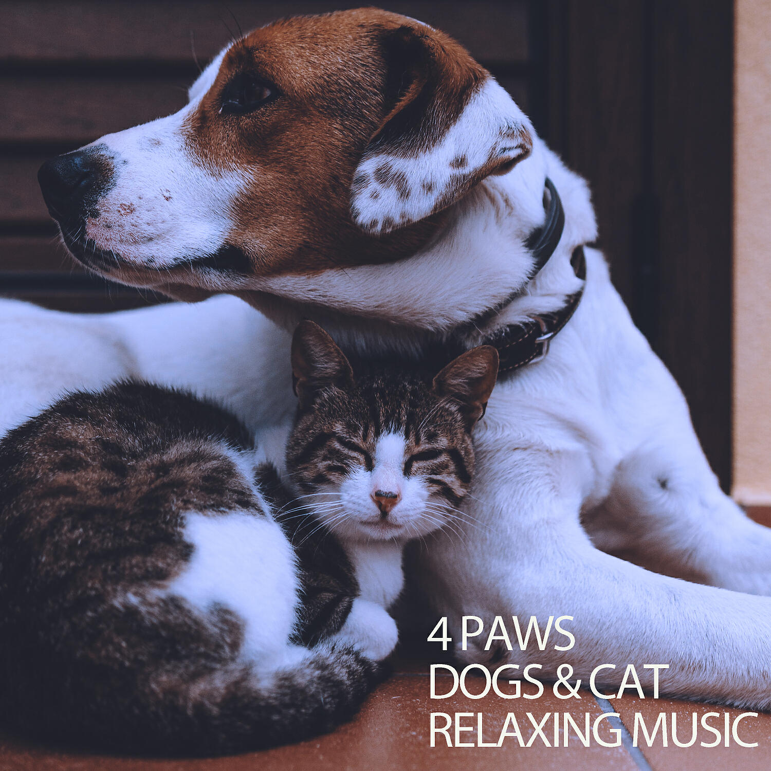 Релиз 4 Paws Dogs & Cat Relaxing Music