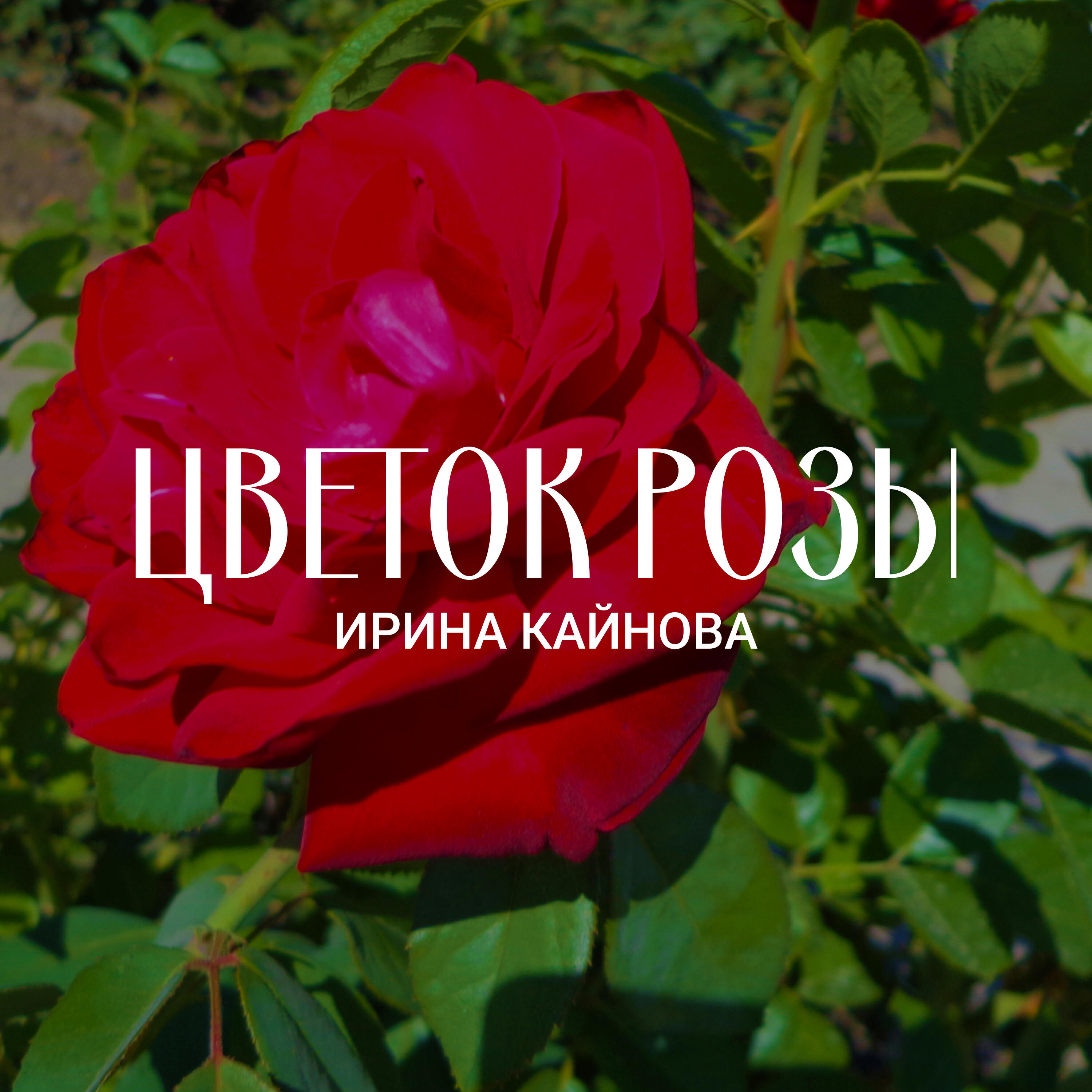 Постер альбома Цветок розы (Камерно-инструментальные произведения)