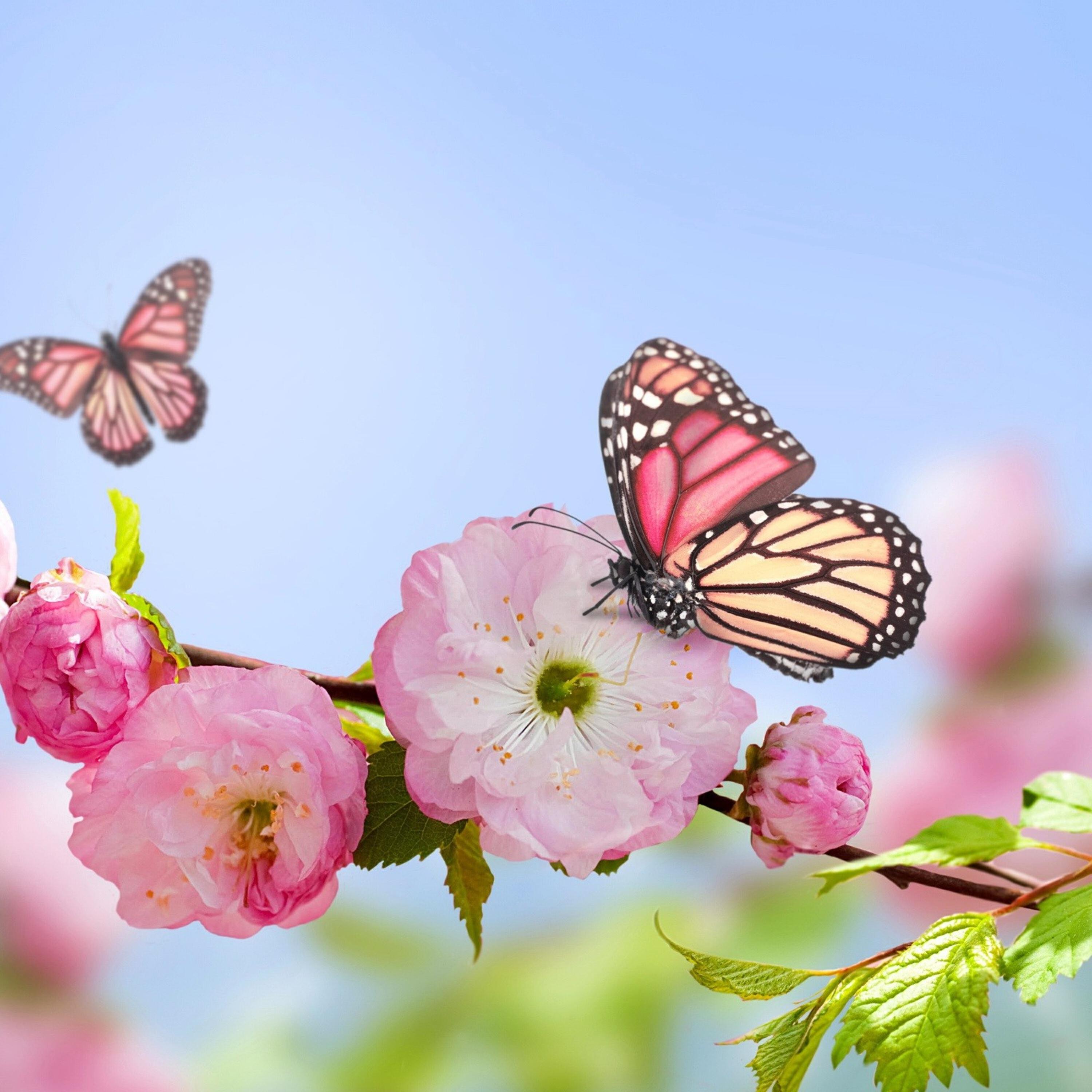 Релиз 春天那么美