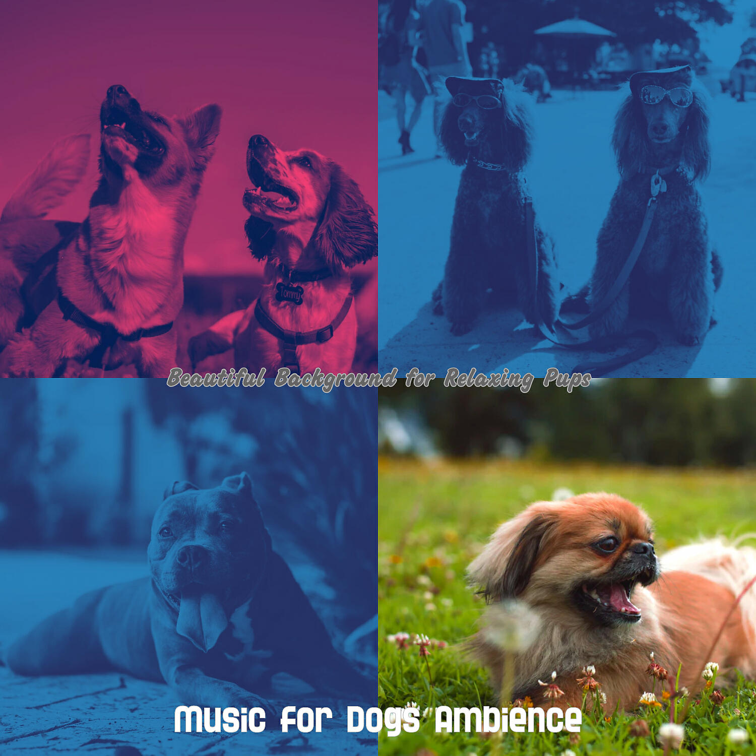 Релиз Beautiful Background for Relaxing Pups