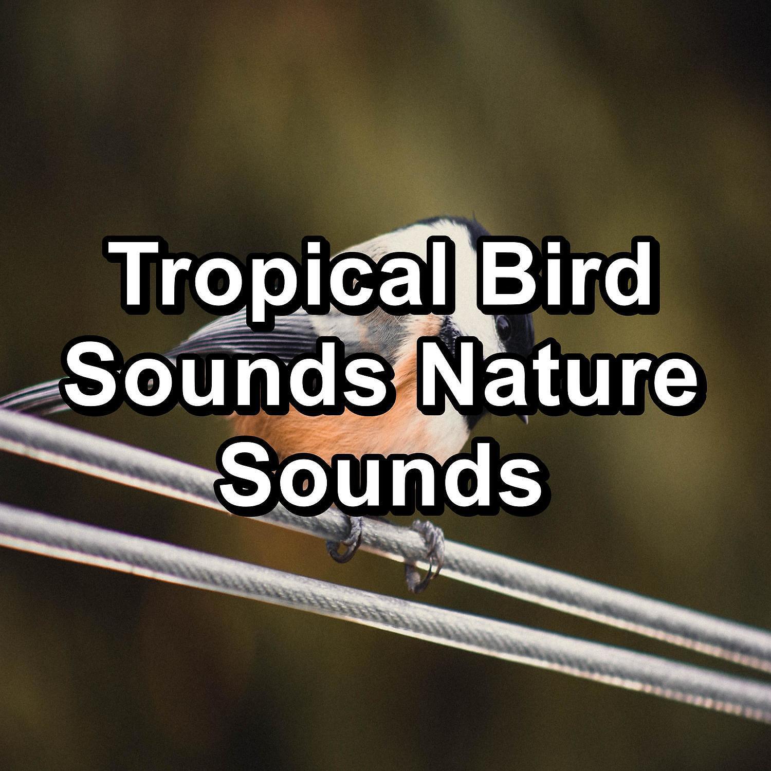 Релиз Tropical Bird Sounds Nature Sounds