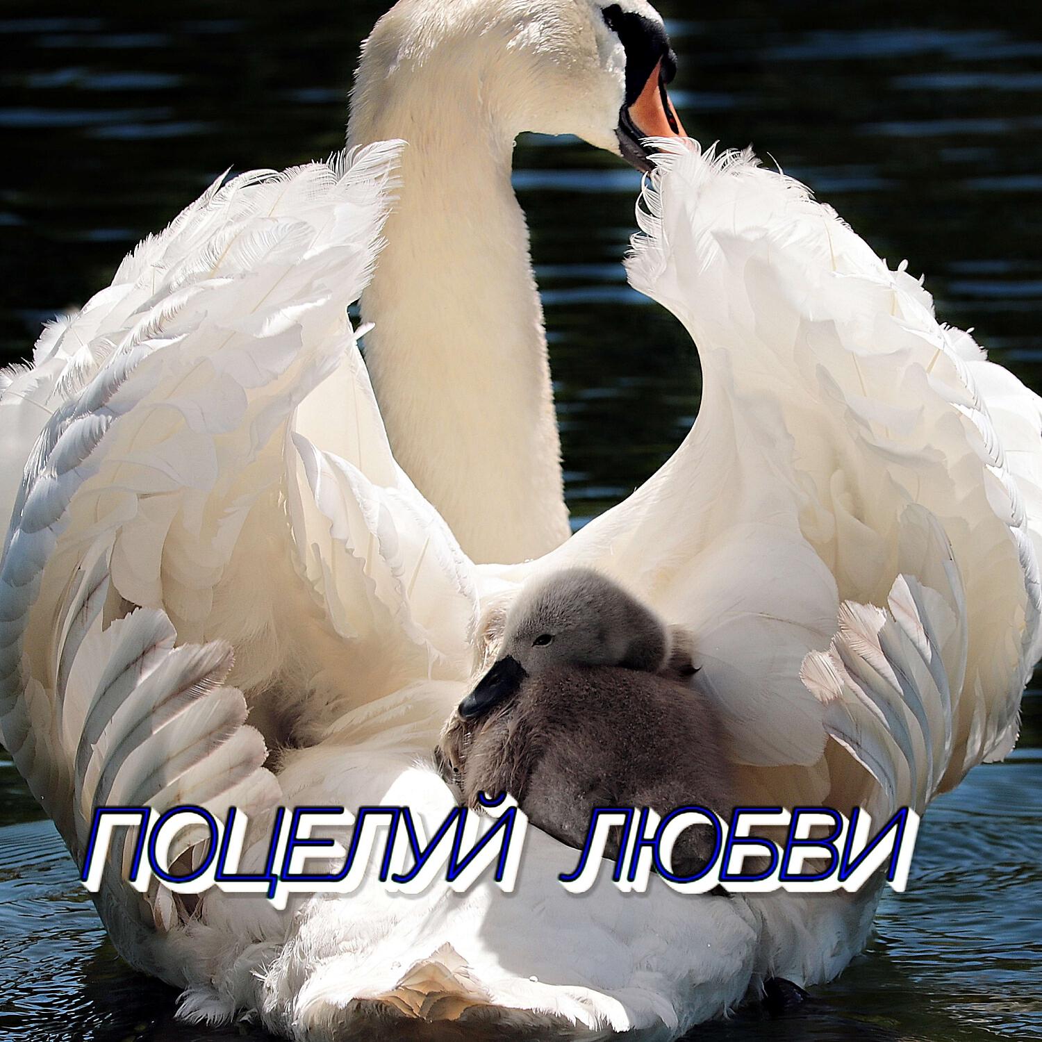 Релиз ПОЦЕЛУЙ ЛЮБВИ