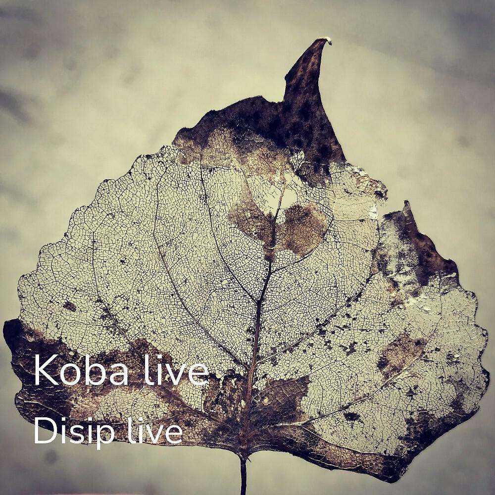 Disip live