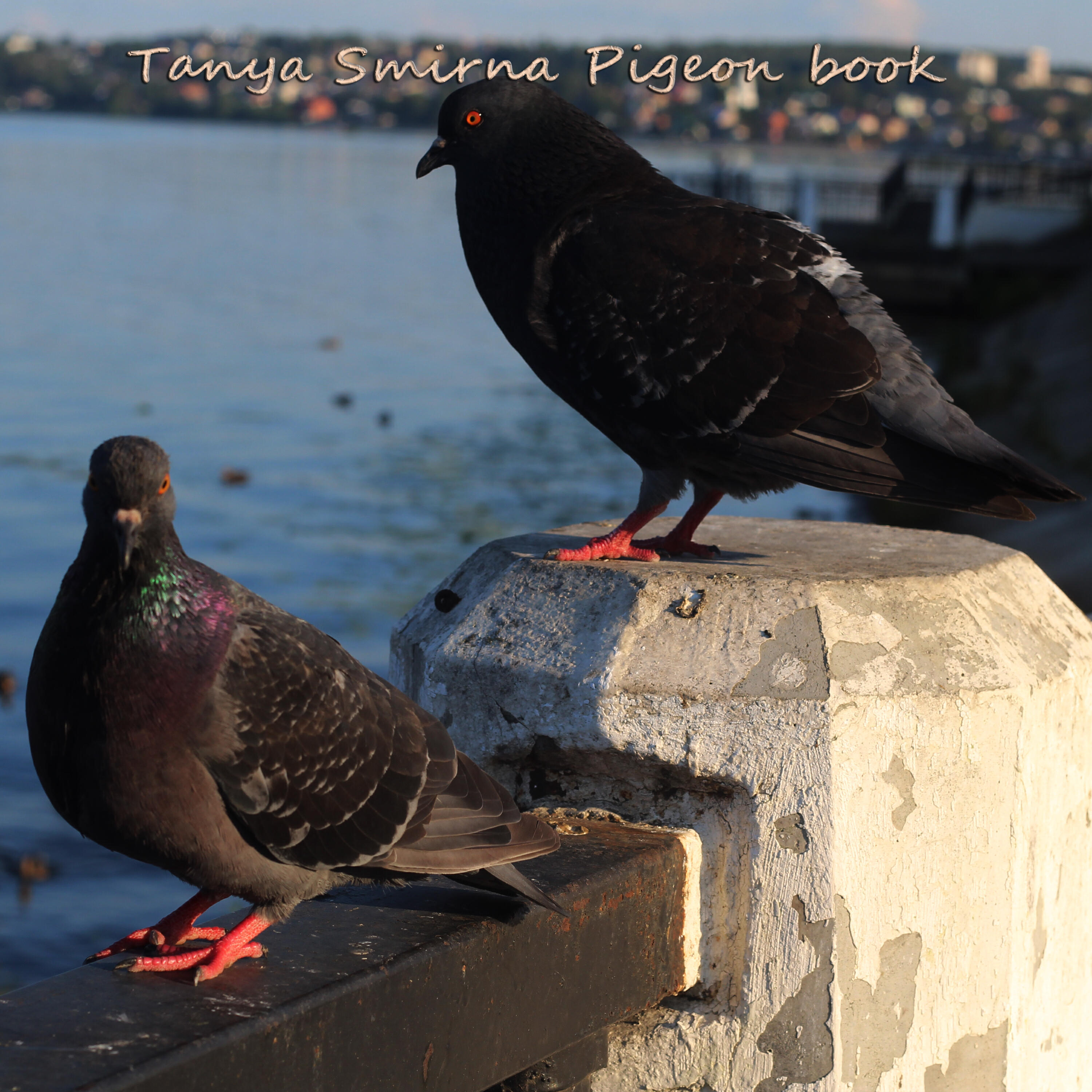 Релиз Pigeon book