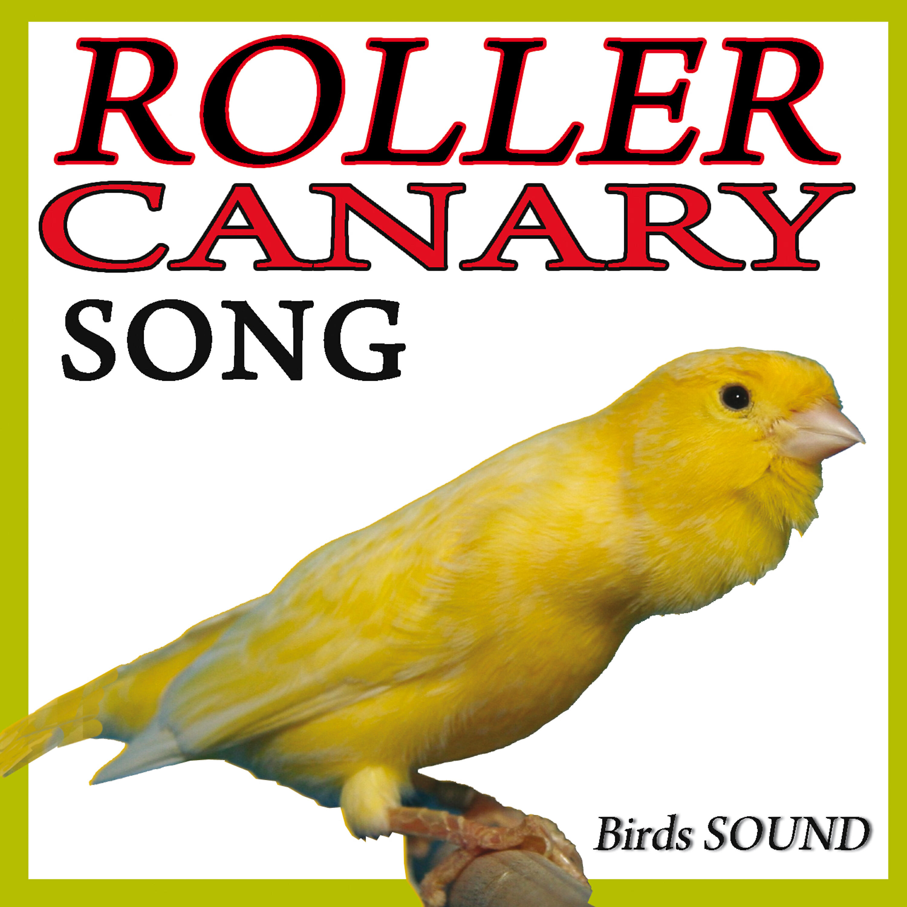 Birds Song