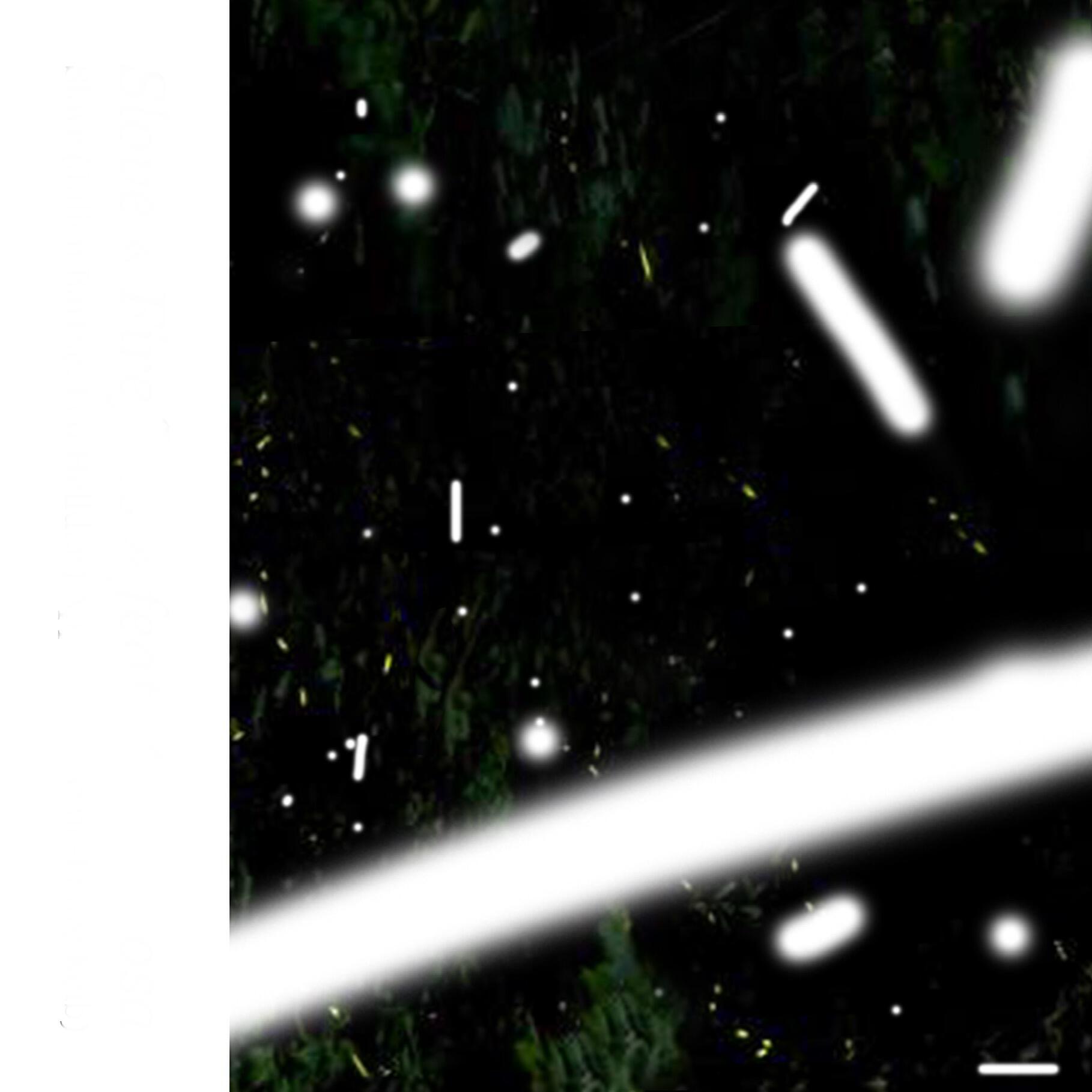 Релиз Fireflies