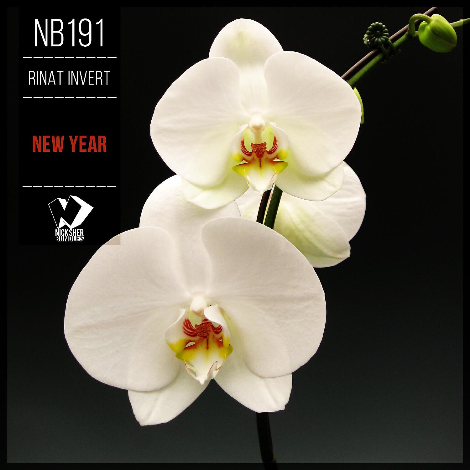 Релиз New Year