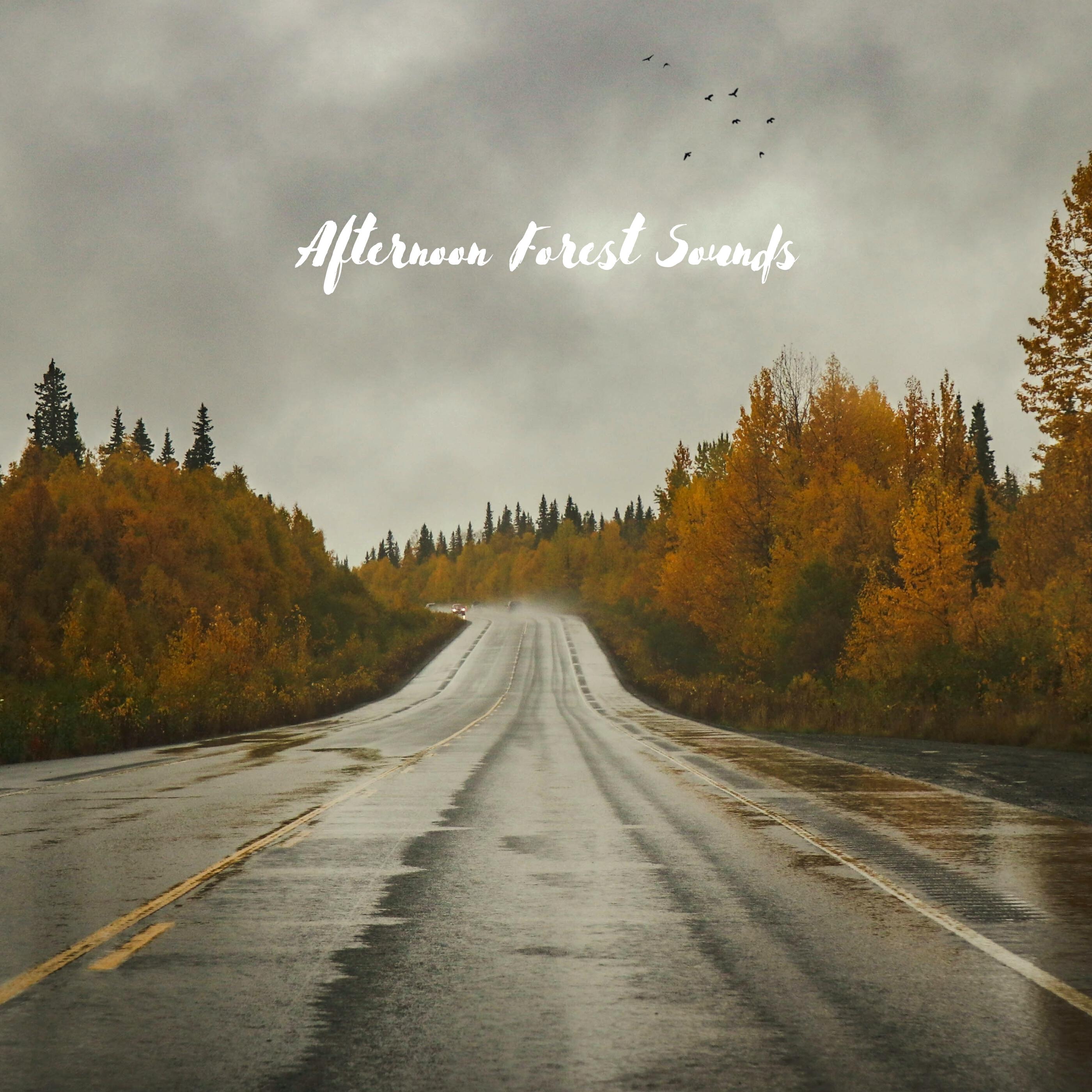 Релиз Afternoon Forest Sounds