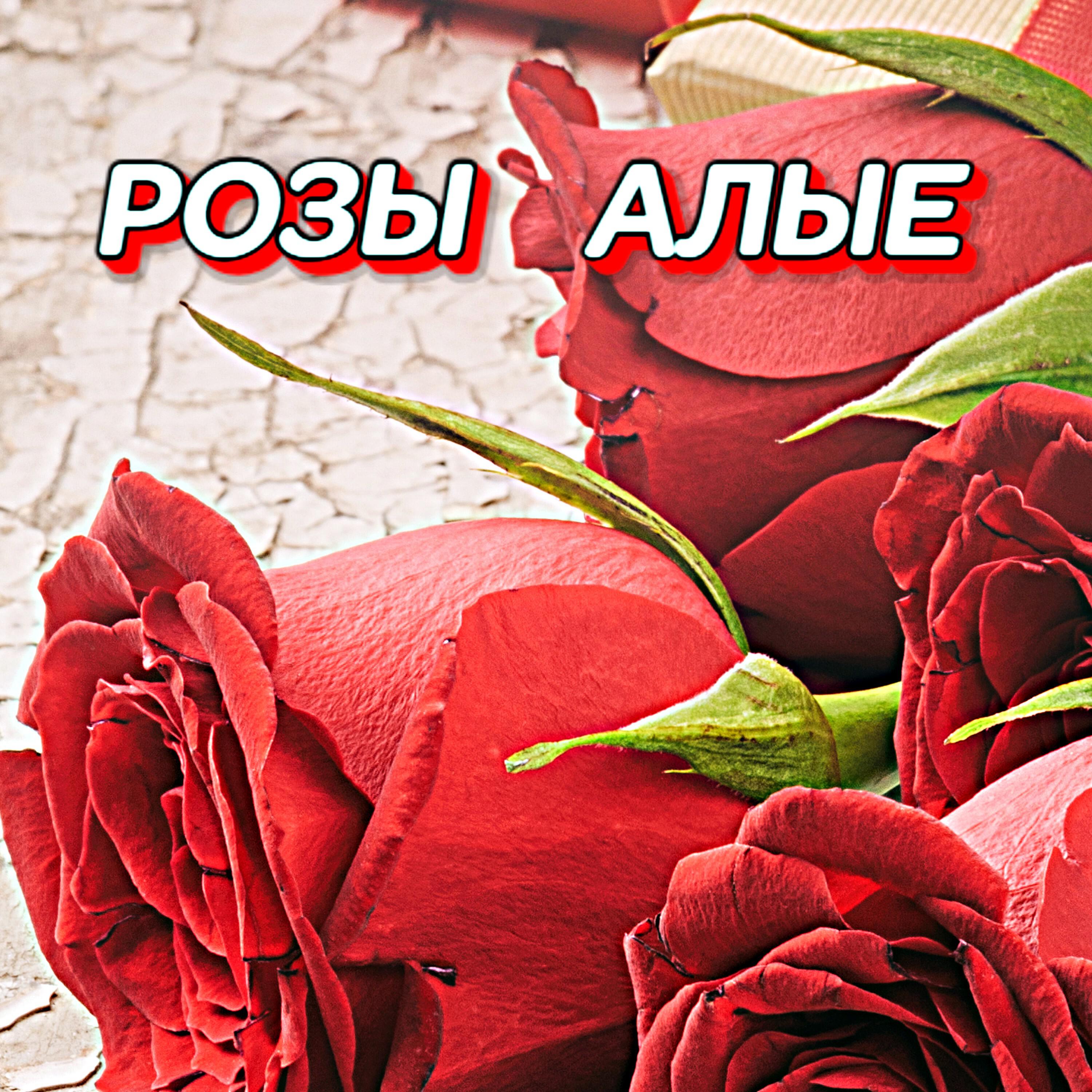 Релиз РОЗЫ АЛЫЕ