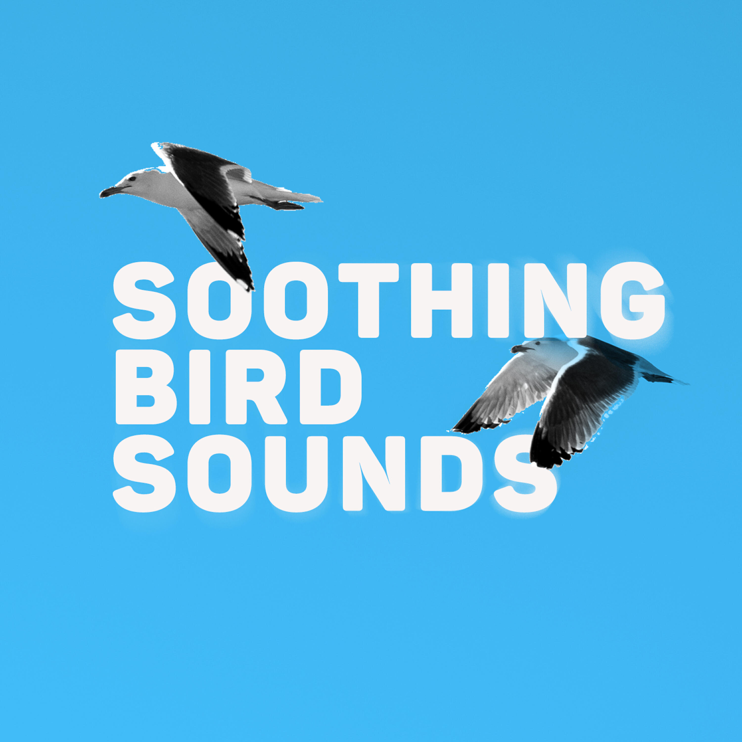 Релиз Soothing Bird Sounds