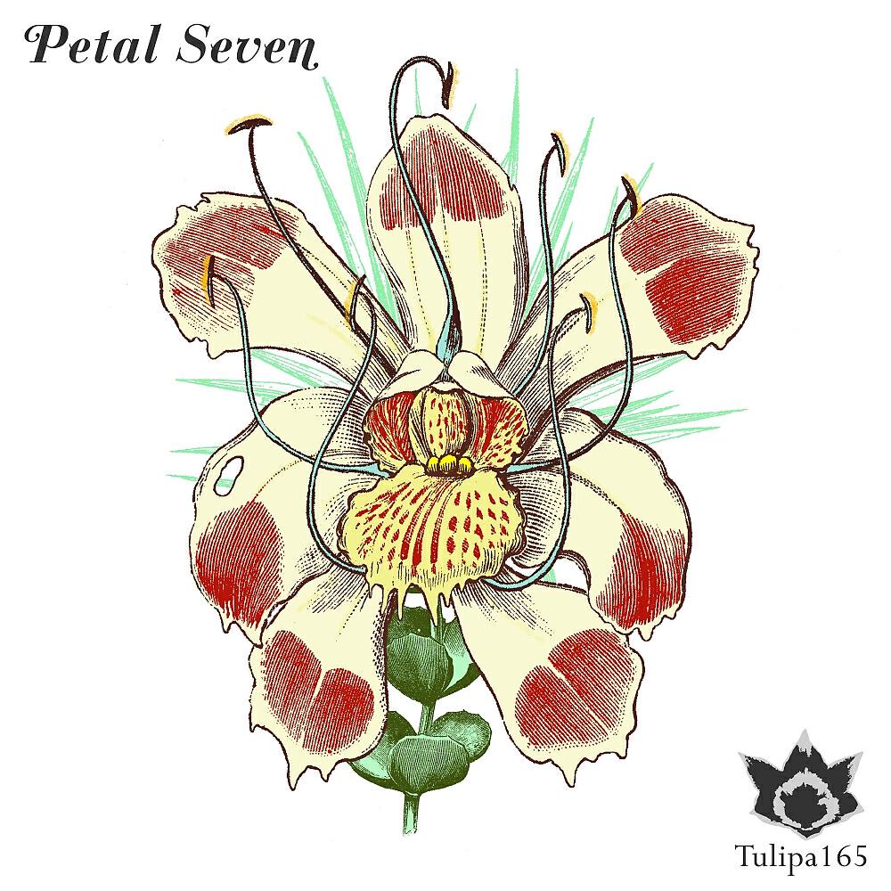 Релиз Petal Seven