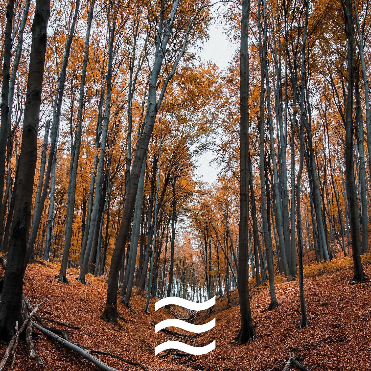 Релиз Restful and Relief Rain Sounds
