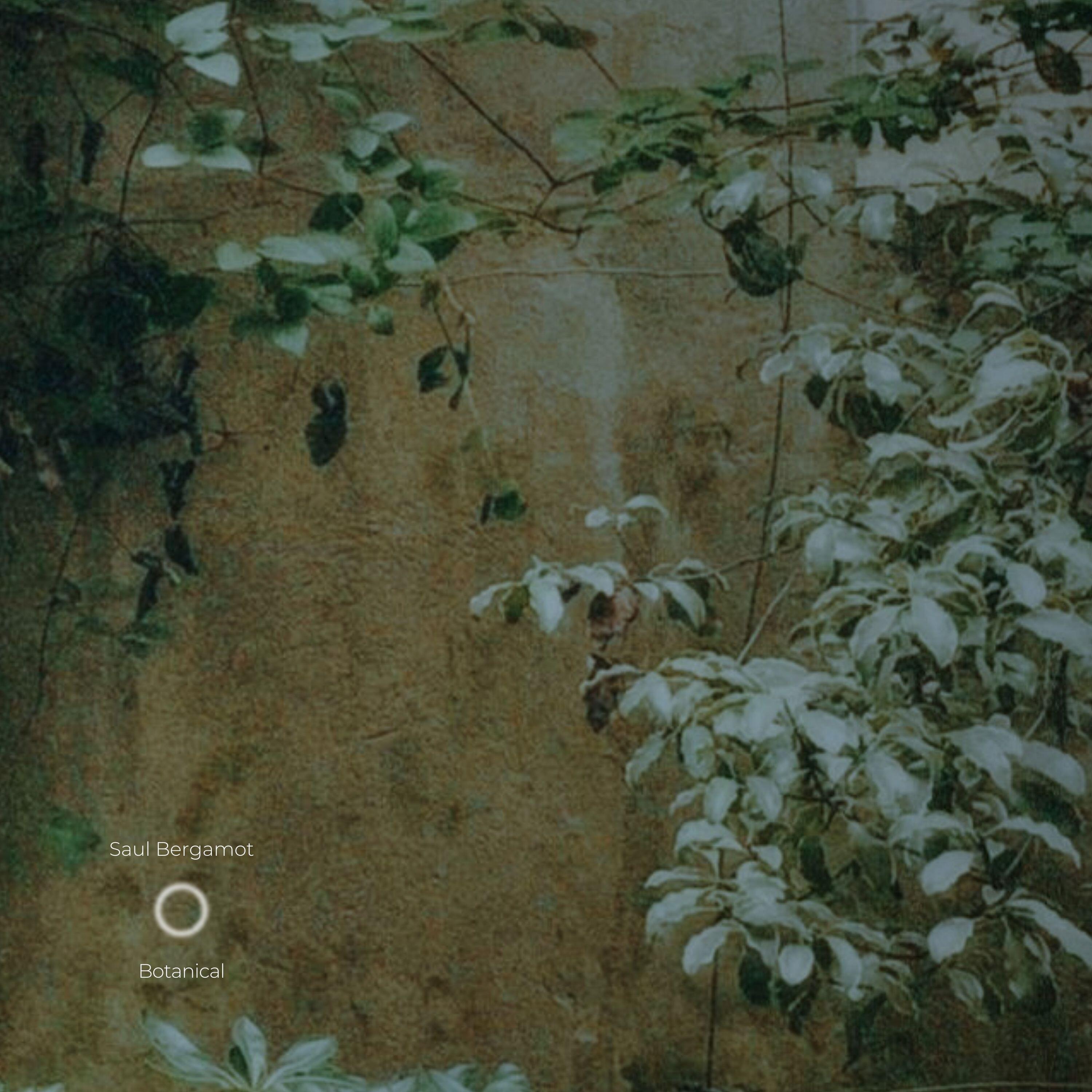 Saul Bergamot