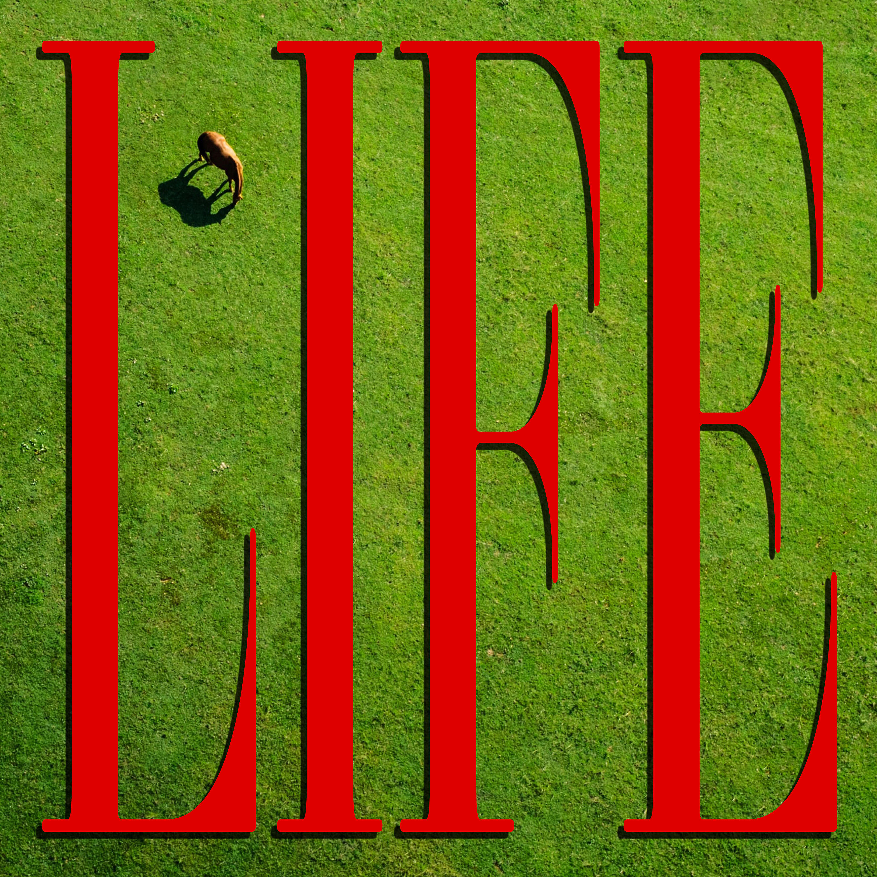 Релиз Life