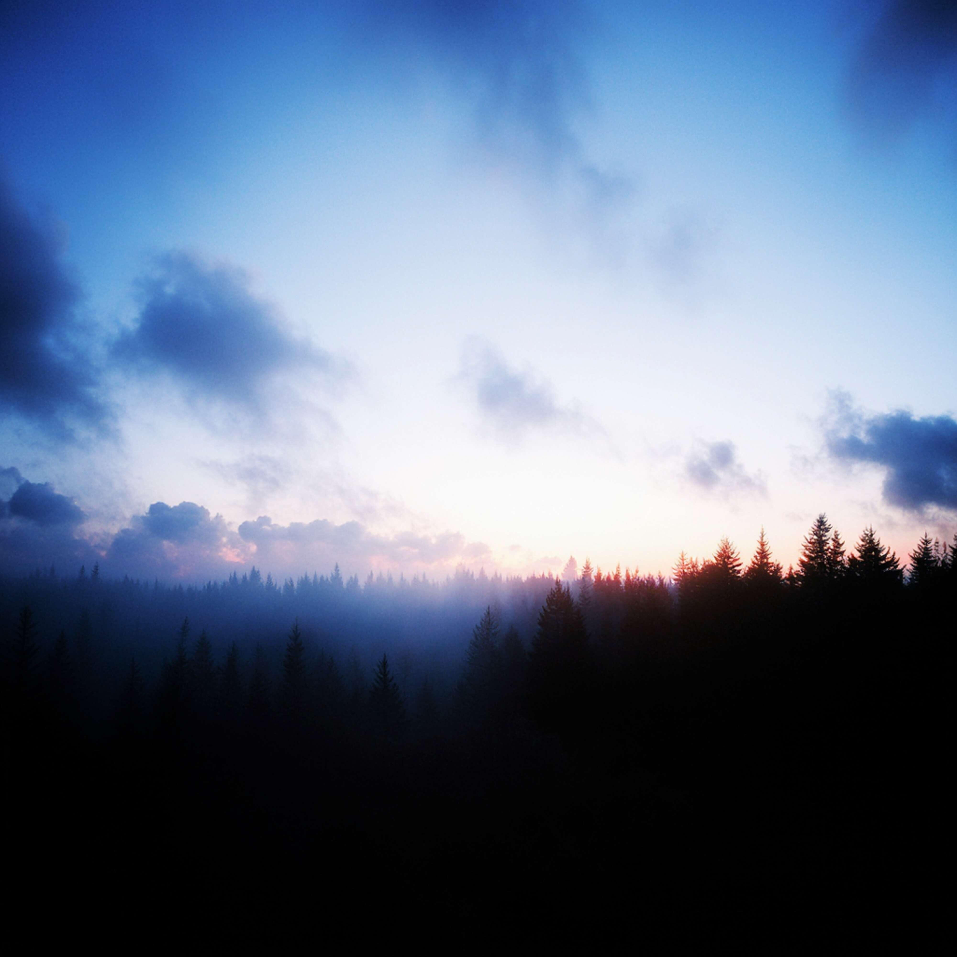 Релиз forest lullaby