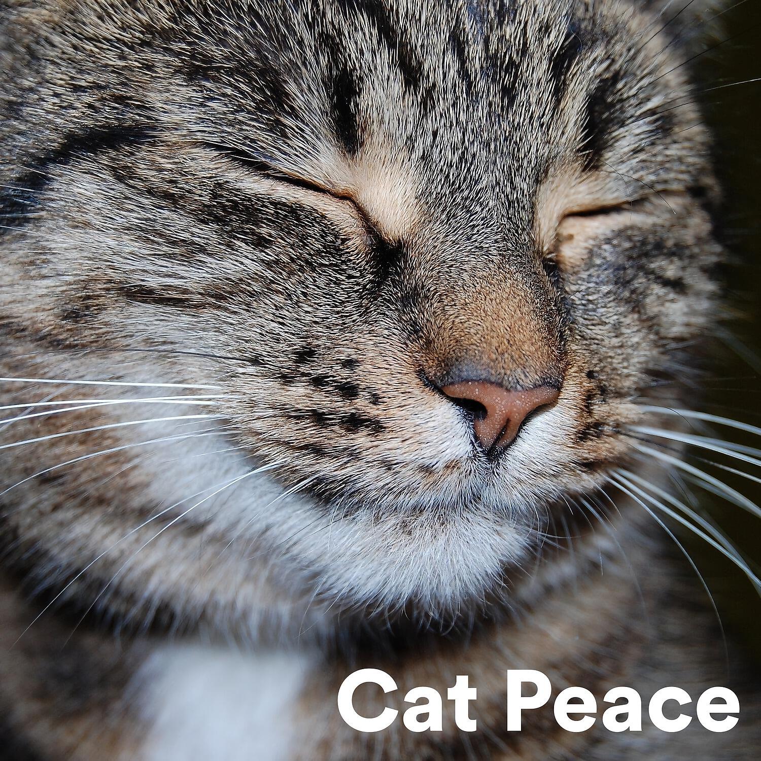 Релиз Cat Peace