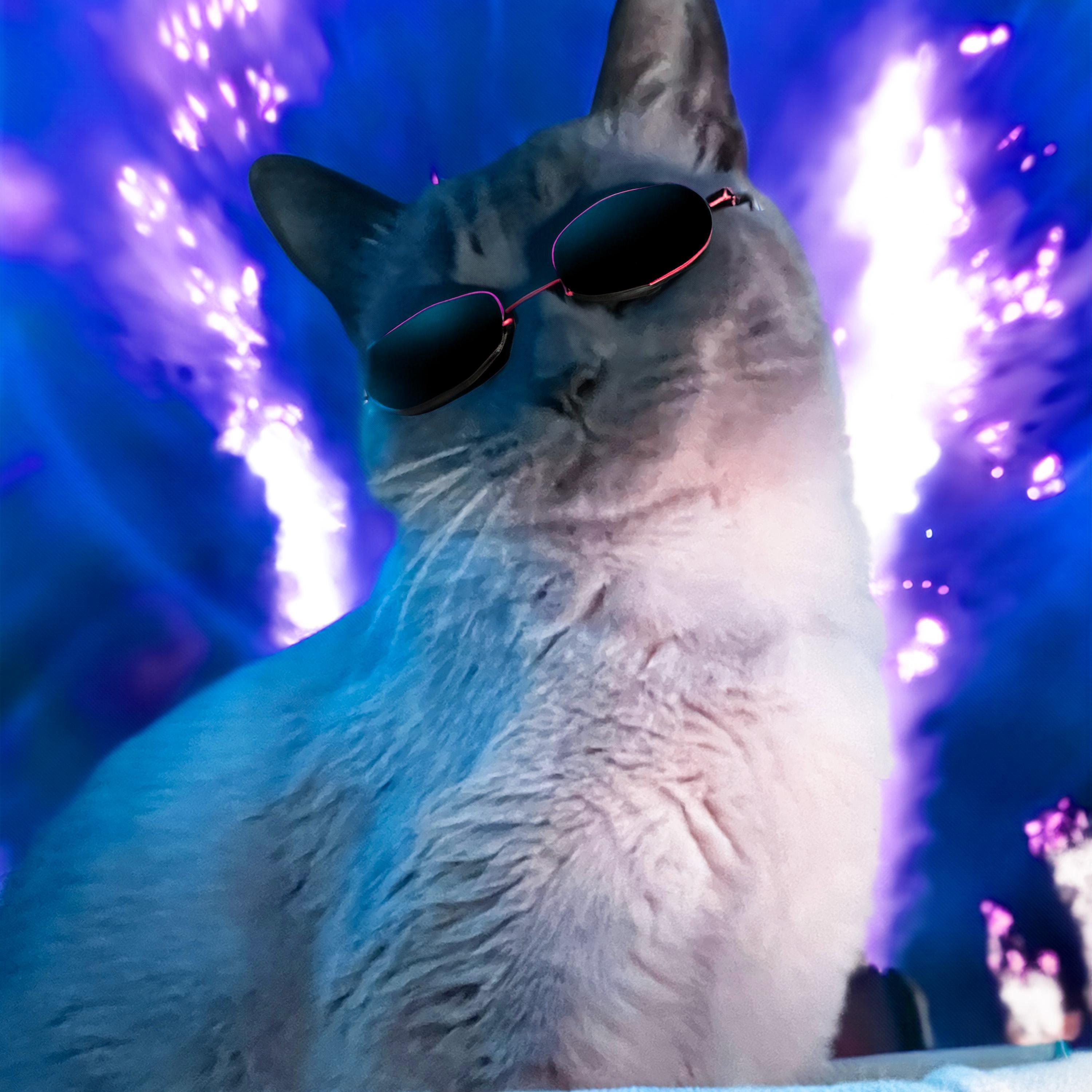 Релиз Go Kitty Go
