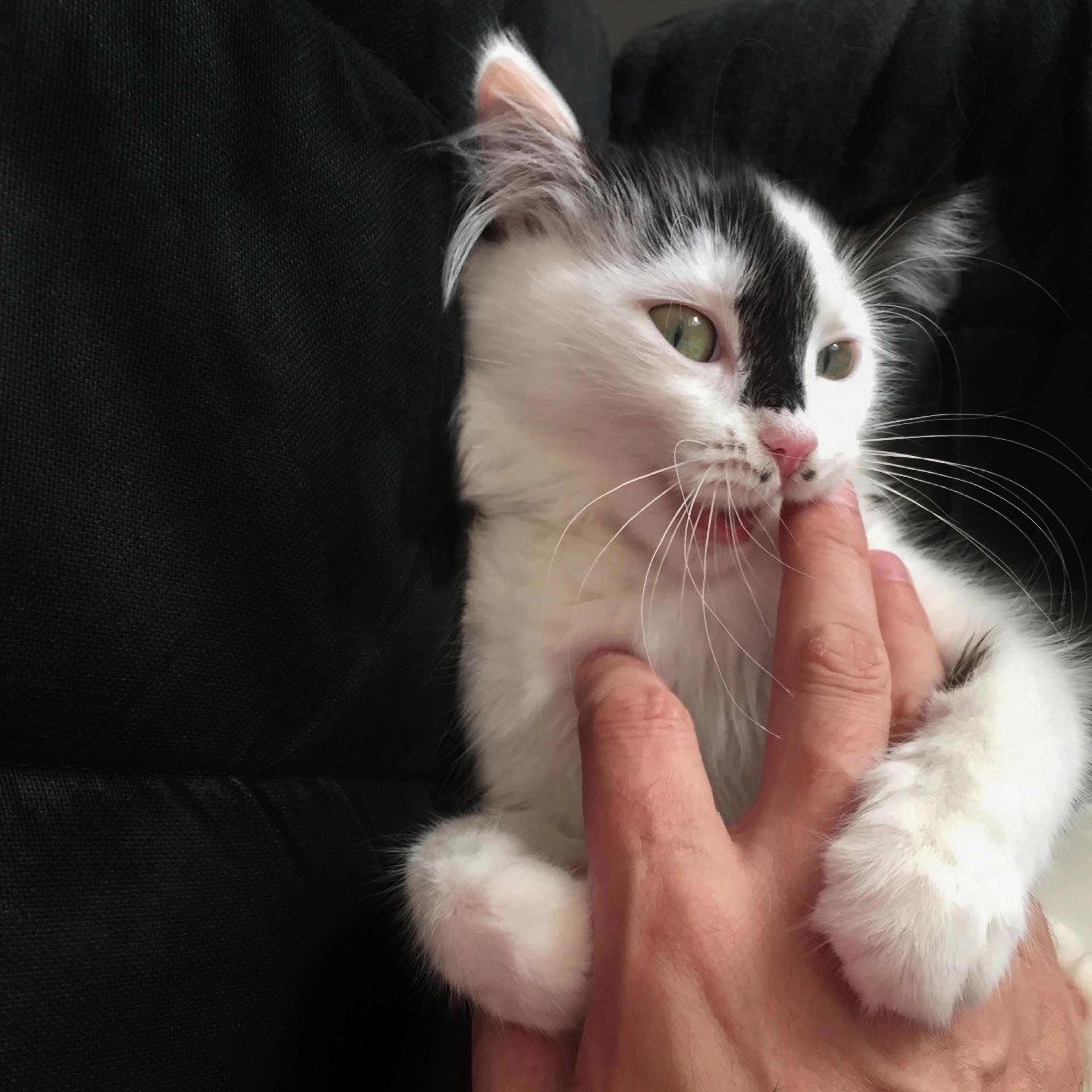 Релиз Укус котёнка