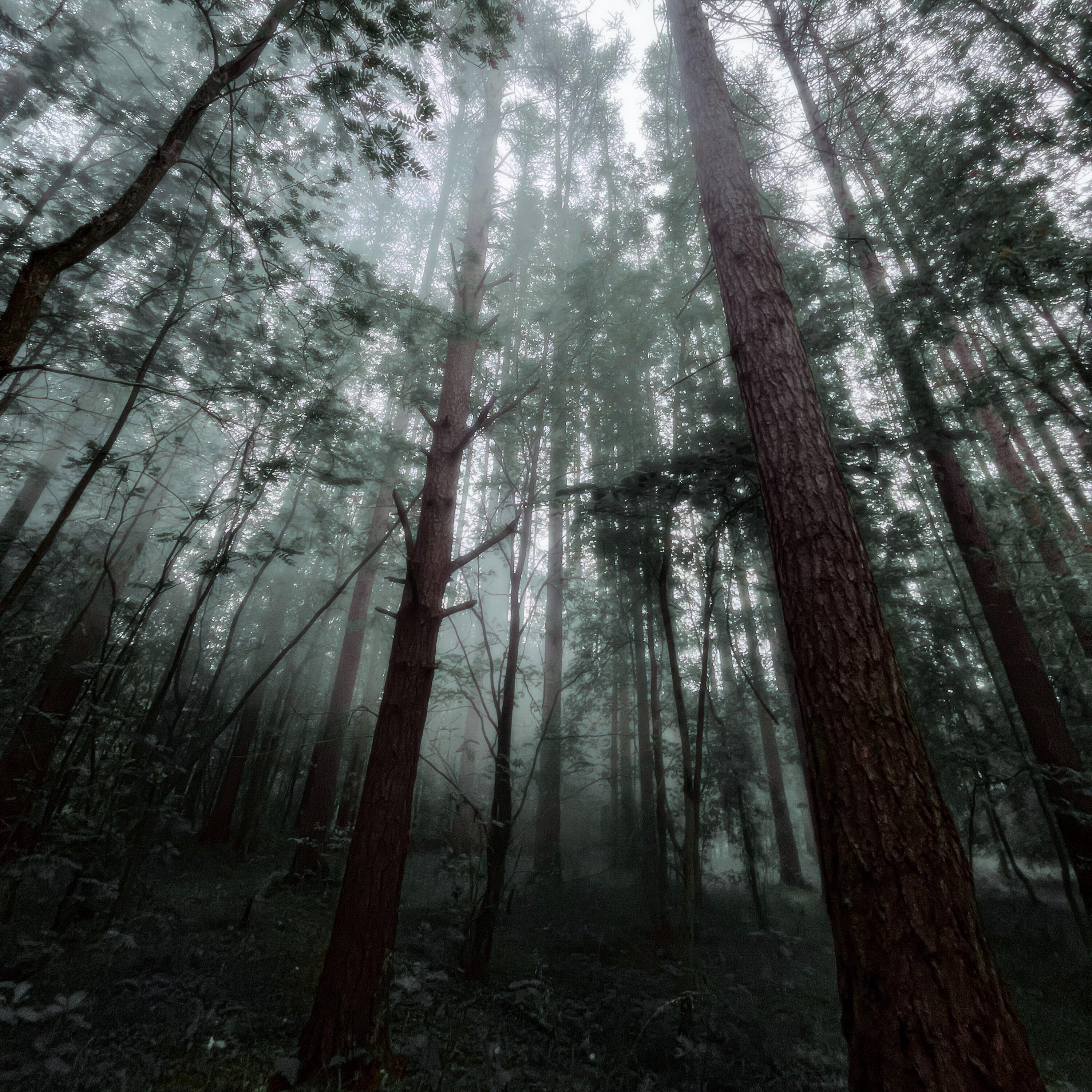 Релиз forgotten dreams