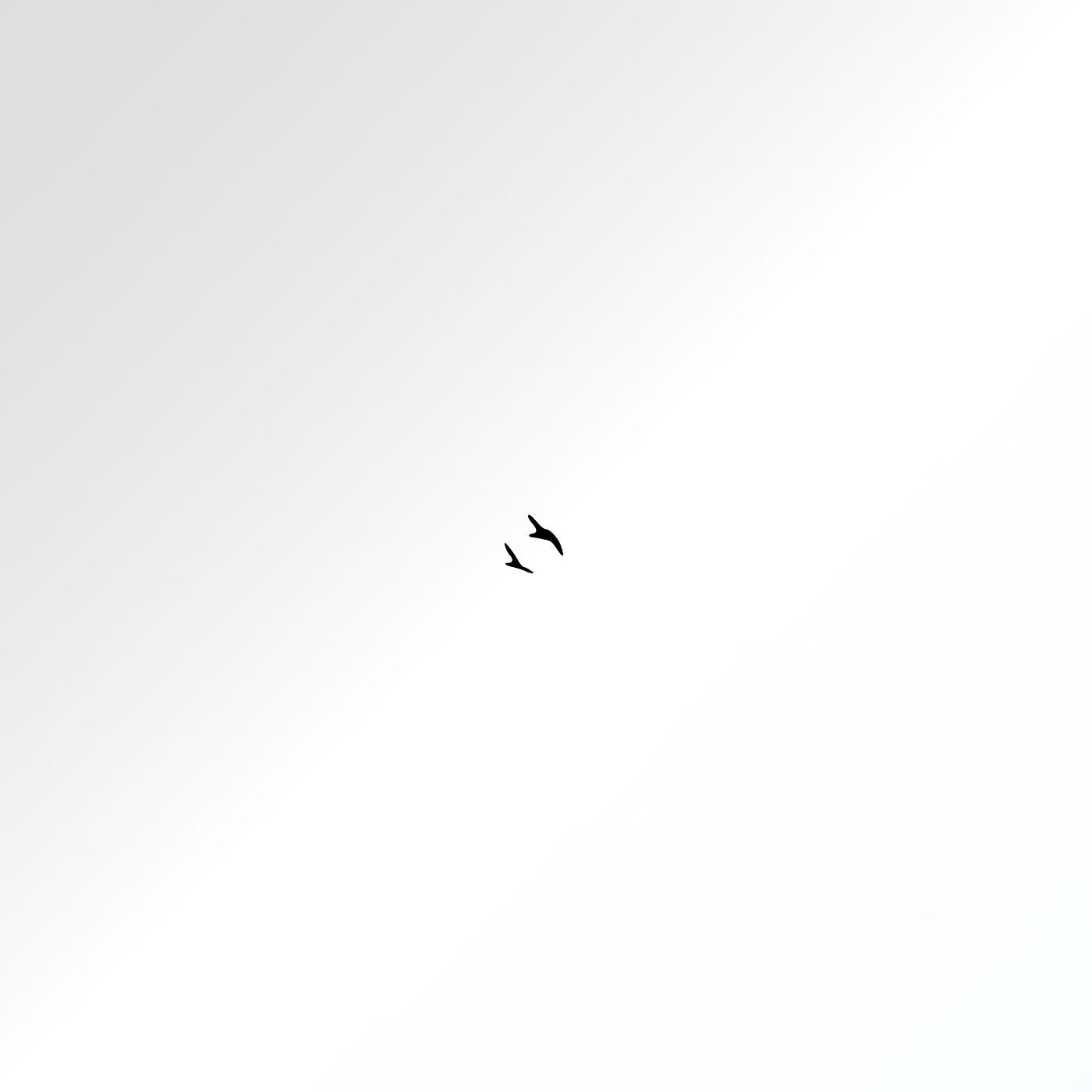 Релиз Birds of a Feather
